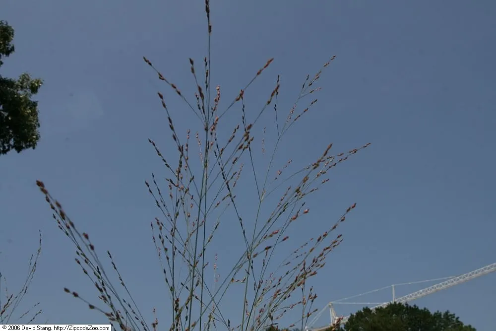 Shenandoah Switch Grass (Panicum Virgatum 'Shenandoah') — airy flower panicles rise above the foliage and can add an additional 1 to 2 feet of, image 40