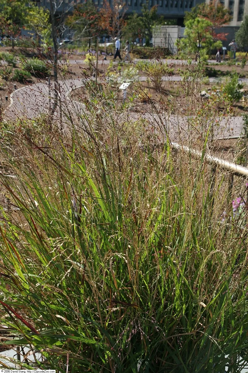 Shenandoah Switch Grass (Panicum Virgatum 'Shenandoah') — The foliage begins with a blue-green hue in spring