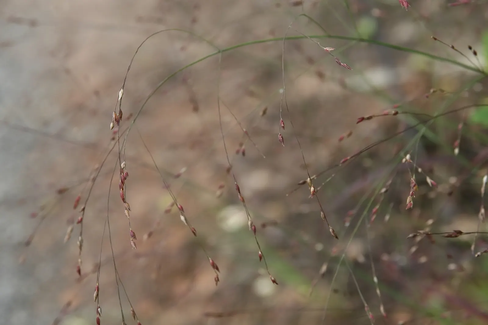 Shenandoah Switch Grass (Panicum Virgatum 'Shenandoah') — providing textural contrast and winter interest; the foliage and seed heads take on a golden hue