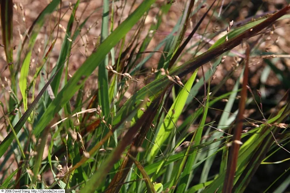 Shenandoah Switch Grass (Panicum Virgatum 'Shenandoah') — then transitions to its signature burgundy color