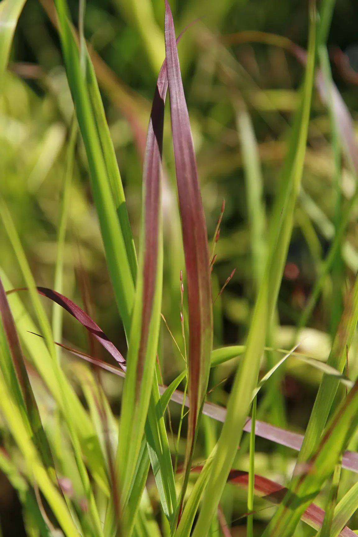 Shenandoah Switch Grass (Panicum Virgatum 'Shenandoah') — The foliage begins with a blue-green hue in spring; scientifically named Panicum virgatum 'Shenandoah'