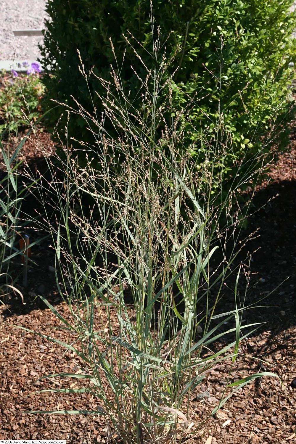 Shenandoah Switch Grass (Panicum Virgatum 'Shenandoah') — although it can tolerate light shade