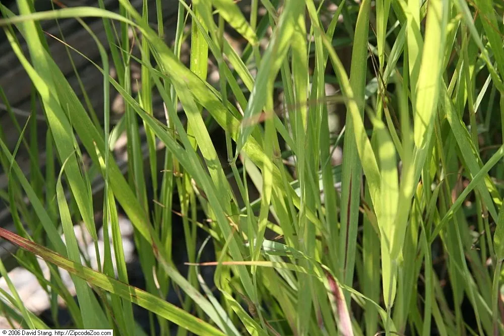 Shenandoah Switch Grass (Panicum Virgatum 'Shenandoah') — This drought-tolerant grass thrives in full sun and well-drained soils