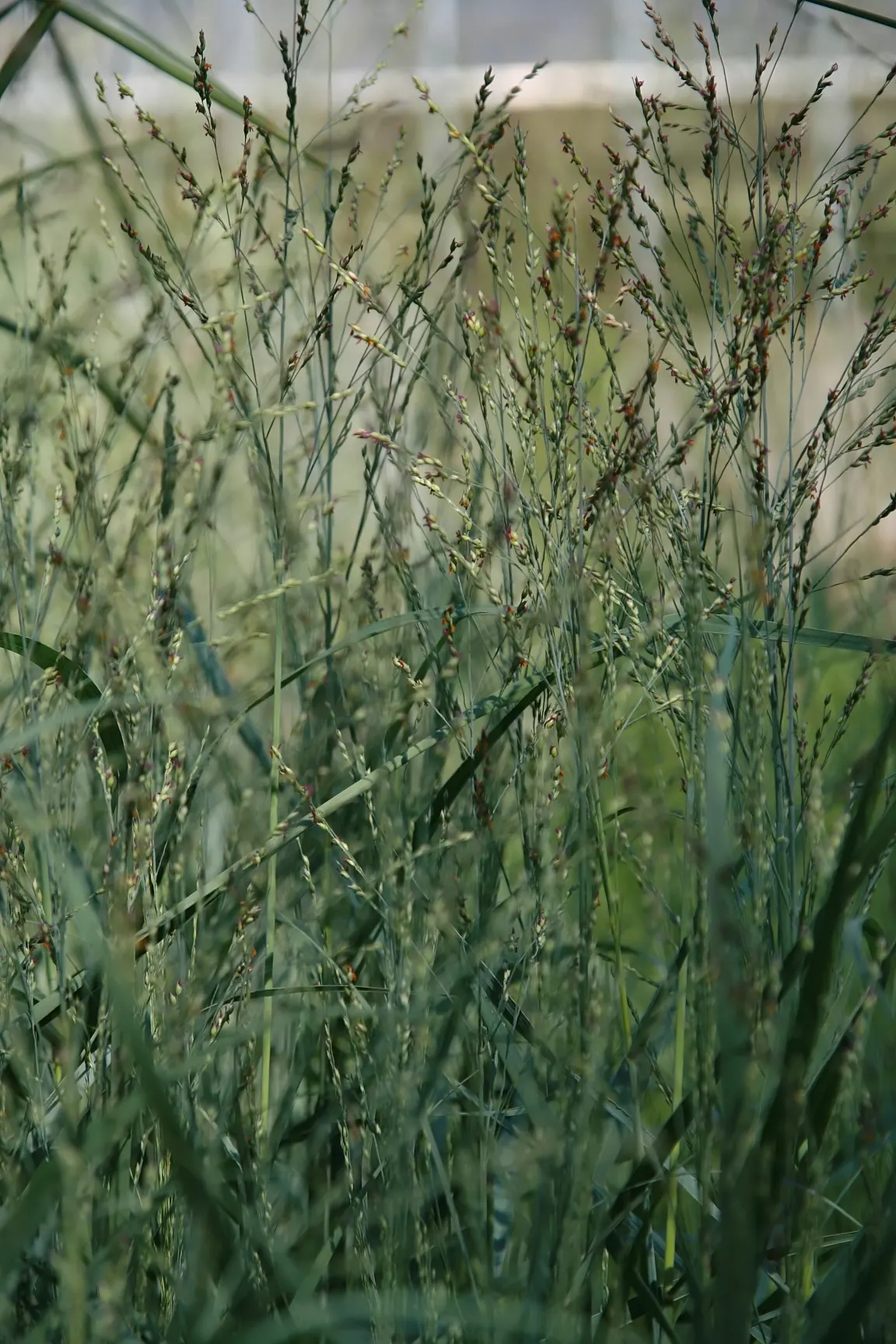 Shenandoah Switch Grass (Panicum Virgatum 'Shenandoah') — adding aesthetic value to the landscape throughout the growing season.<br><br>In summer