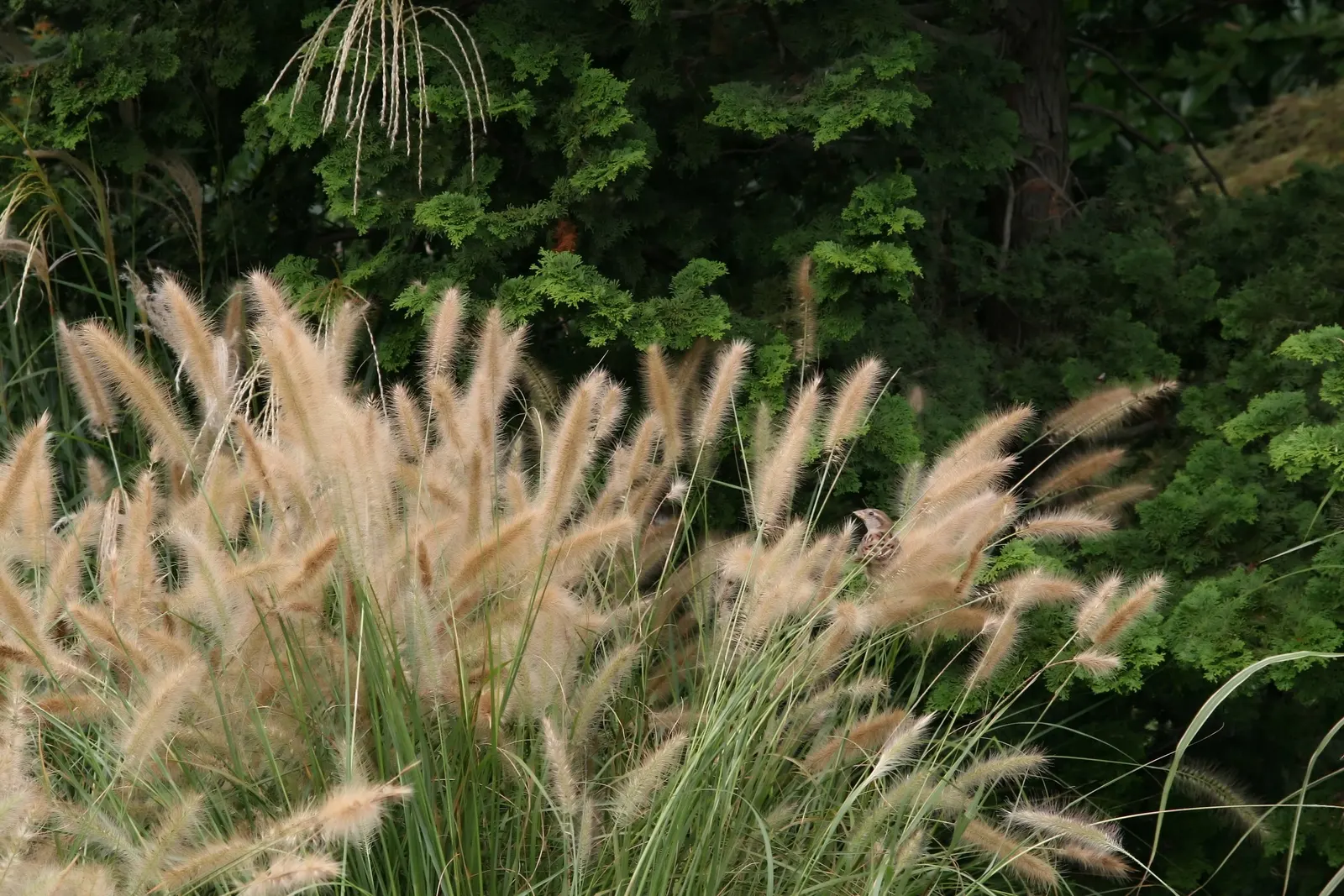 Shenandoah Switch Grass (Panicum Virgatum 'Shenandoah') — making it an excellent choice for mass plantings; providing year-round interest with minimal