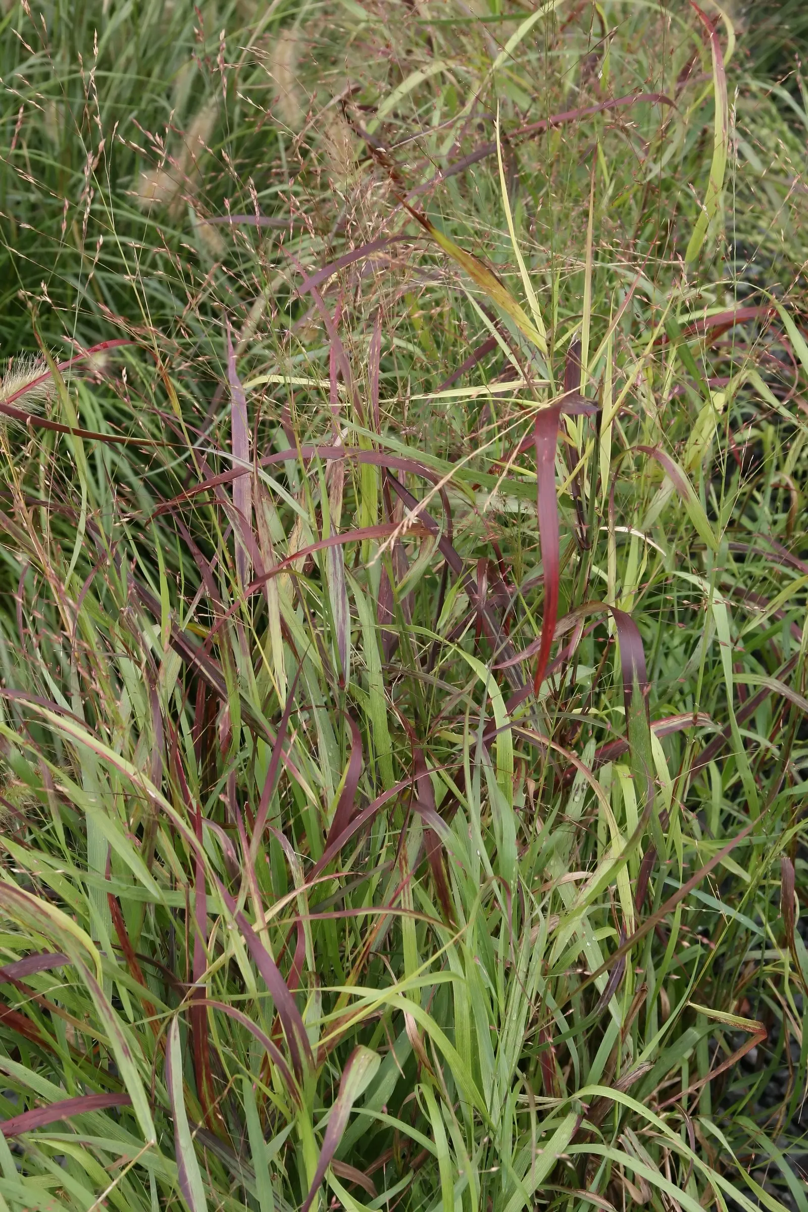 Shenandoah Switch Grass (Panicum Virgatum 'Shenandoah') — providing textural contrast and winter interest