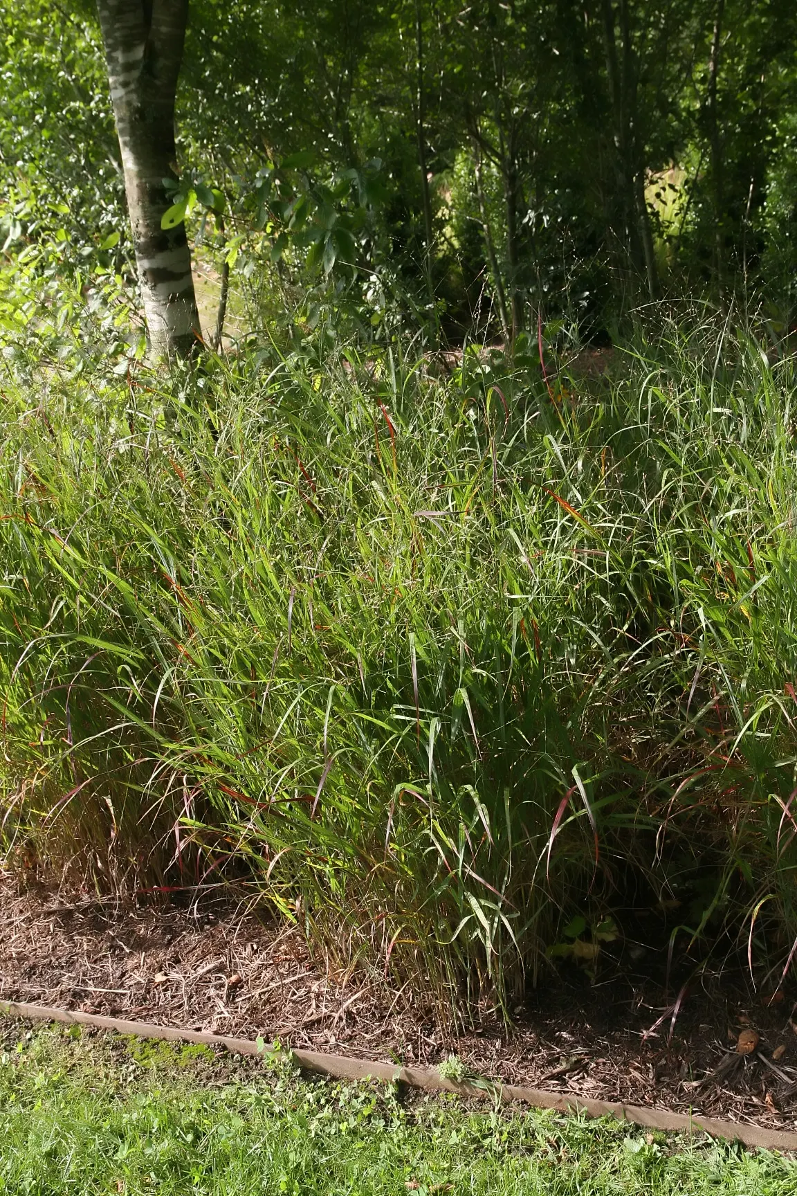 Shenandoah Switch Grass (Panicum Virgatum 'Shenandoah') — purple and red flowers in the garden
