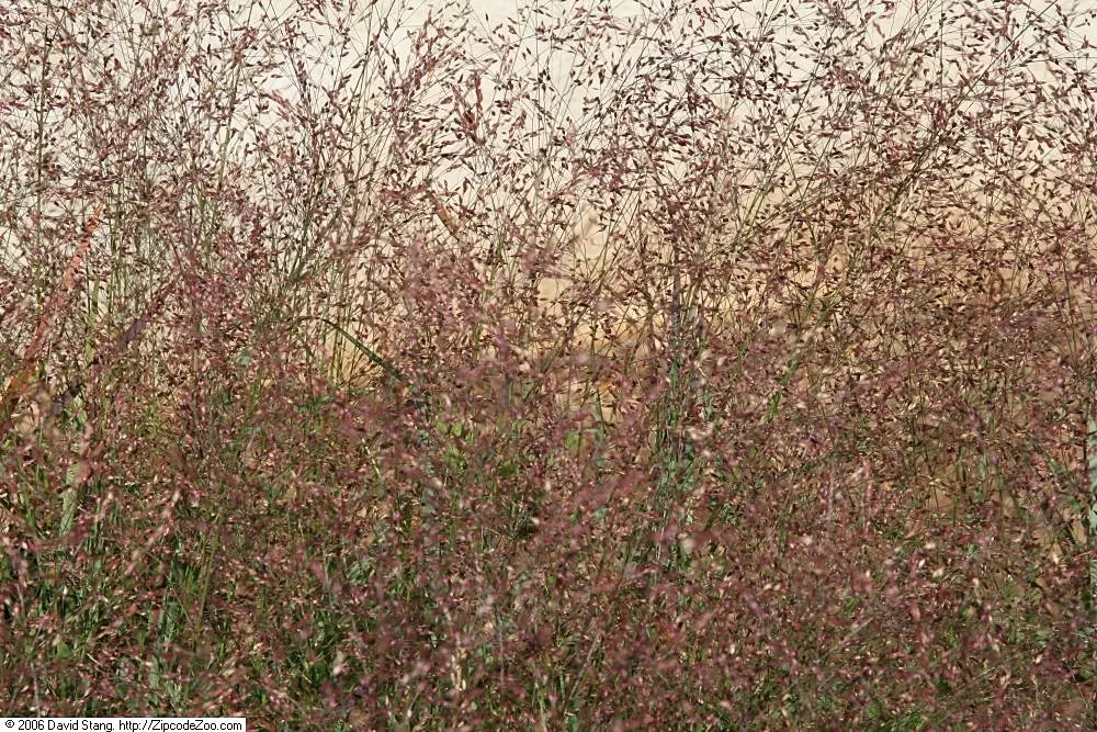 Shenandoah Switch Grass (Panicum Virgatum 'Shenandoah') — featuring airy pink-tinged flowers that add texture to garden designs; this low-maintenance grass
