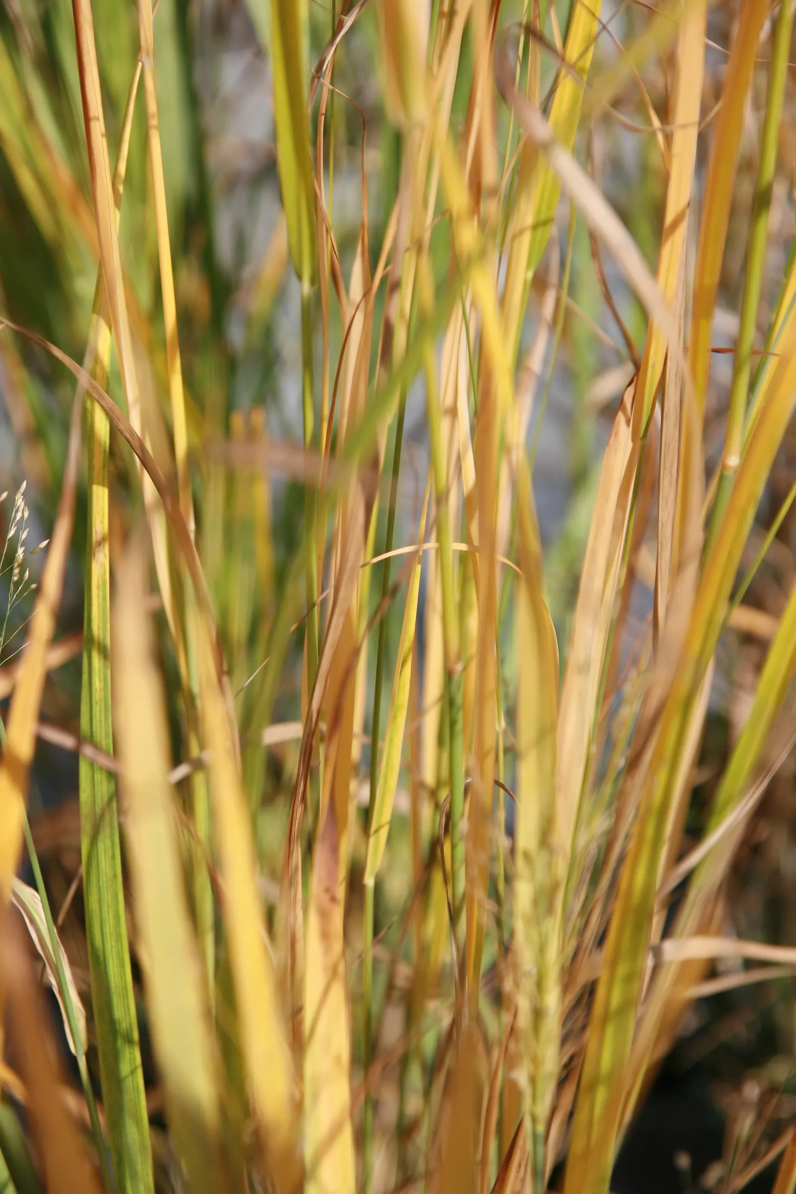 Shenandoah Switch Grass (Panicum Virgatum 'Shenandoah') — This low-maintenance grass requires minimal care; purple and red flowers in the garden