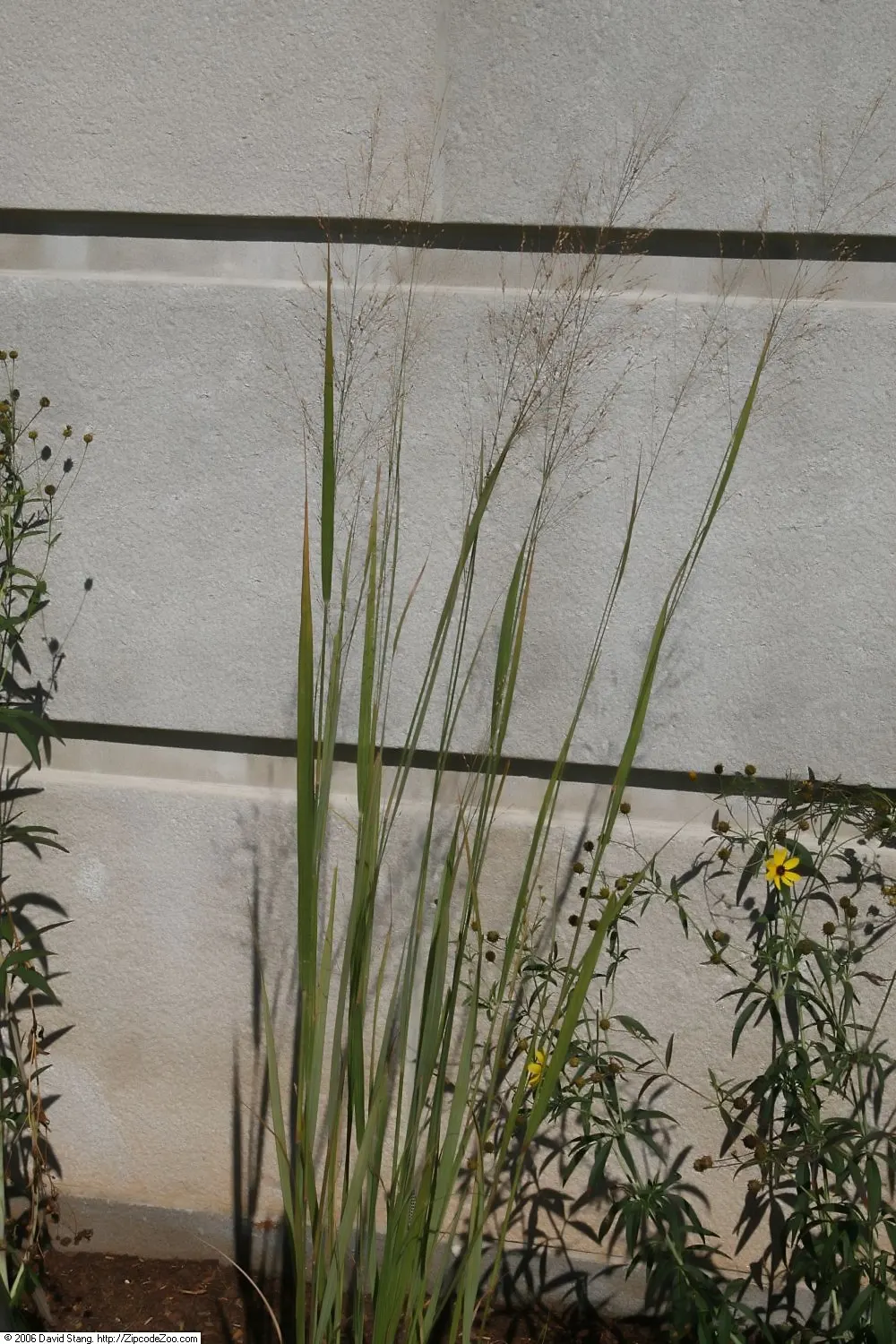 Shenandoah Switch Grass (Panicum Virgatum 'Shenandoah') — airy flower panicles rise above the foliage and can add an additional 1 to 2 feet of visual interest
