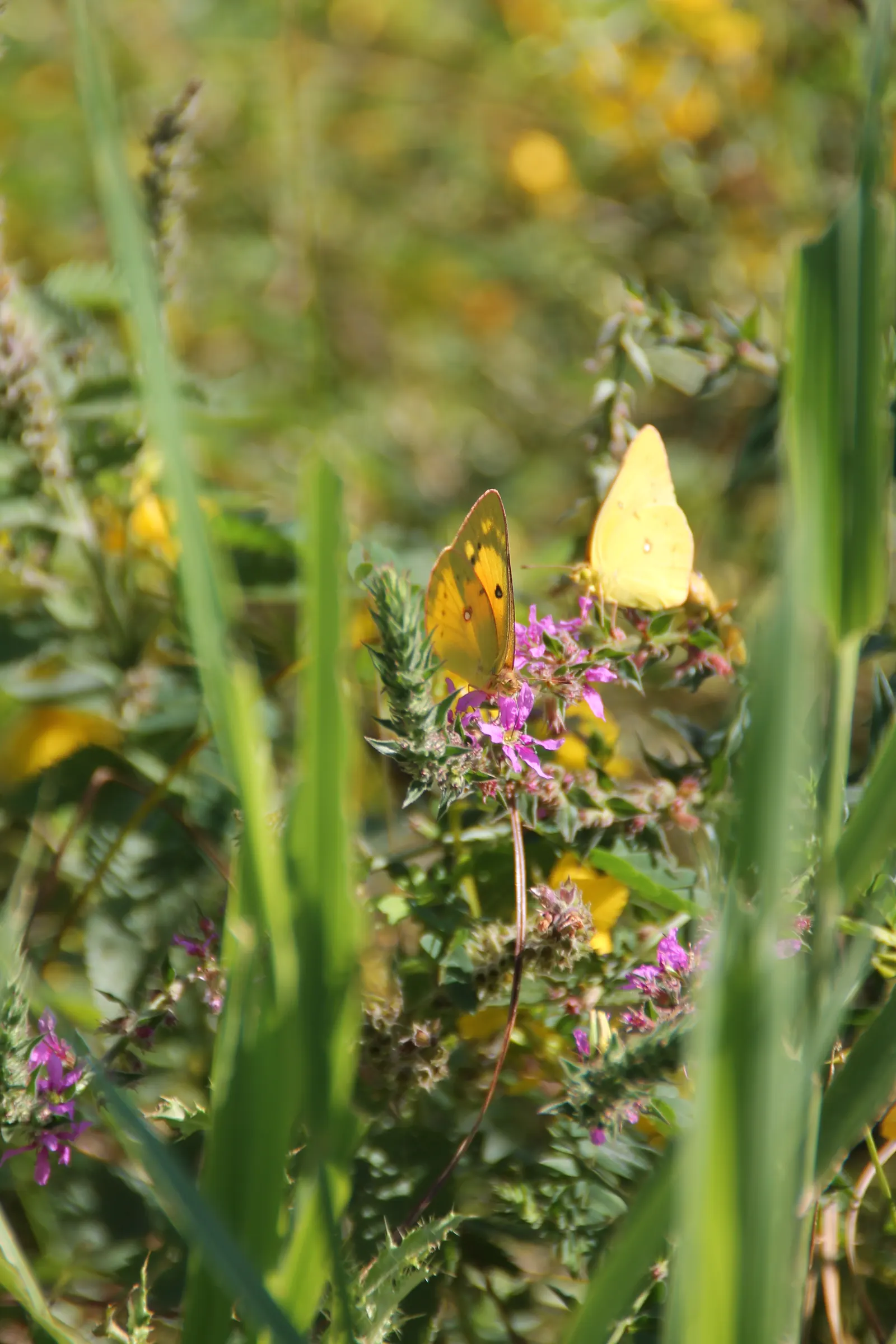 Shenandoah Switch Grass (Panicum Virgatum 'Shenandoah') — scientifically named Panicum virgatum 'Shenandoah'; adding aesthetic value to the landscape