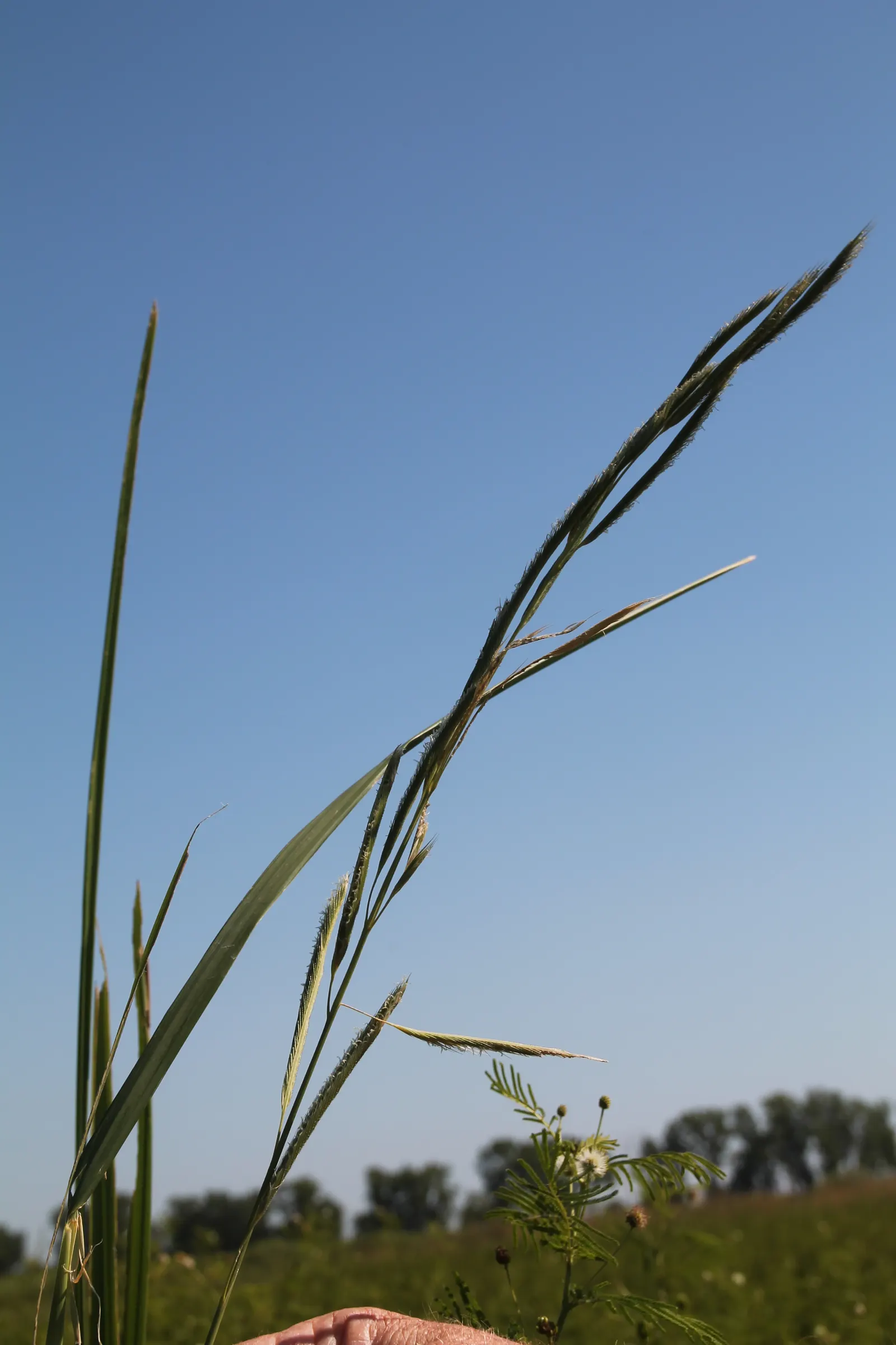 Shenandoah Switch Grass (Panicum Virgatum 'Shenandoah') — ensuring a robust addition to any garden design