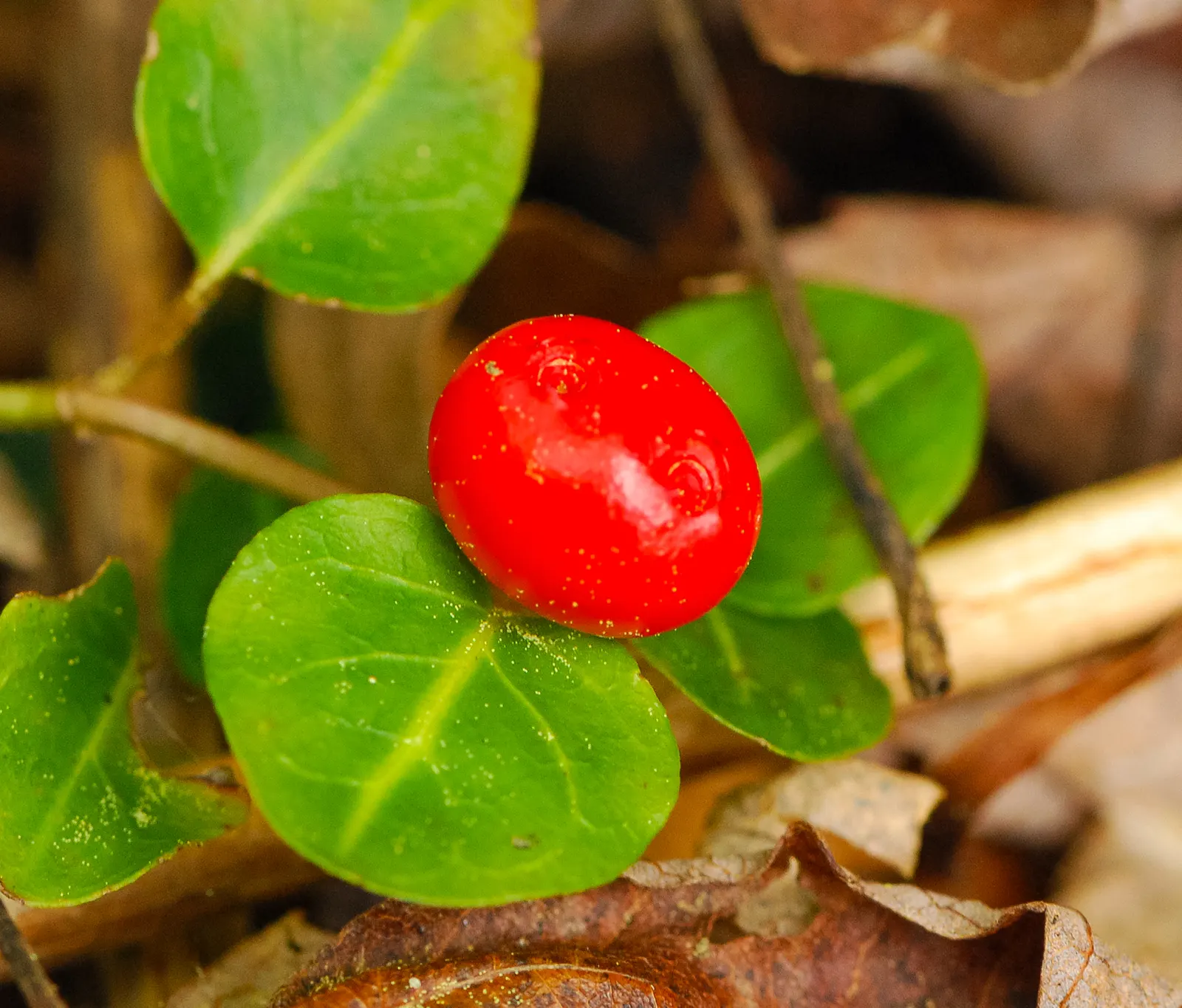 Partridge Berry (Mitchella Repens) — which persist through winter; it is crucial to note that Partridge Berry thrives in part to full shade and prefers moist