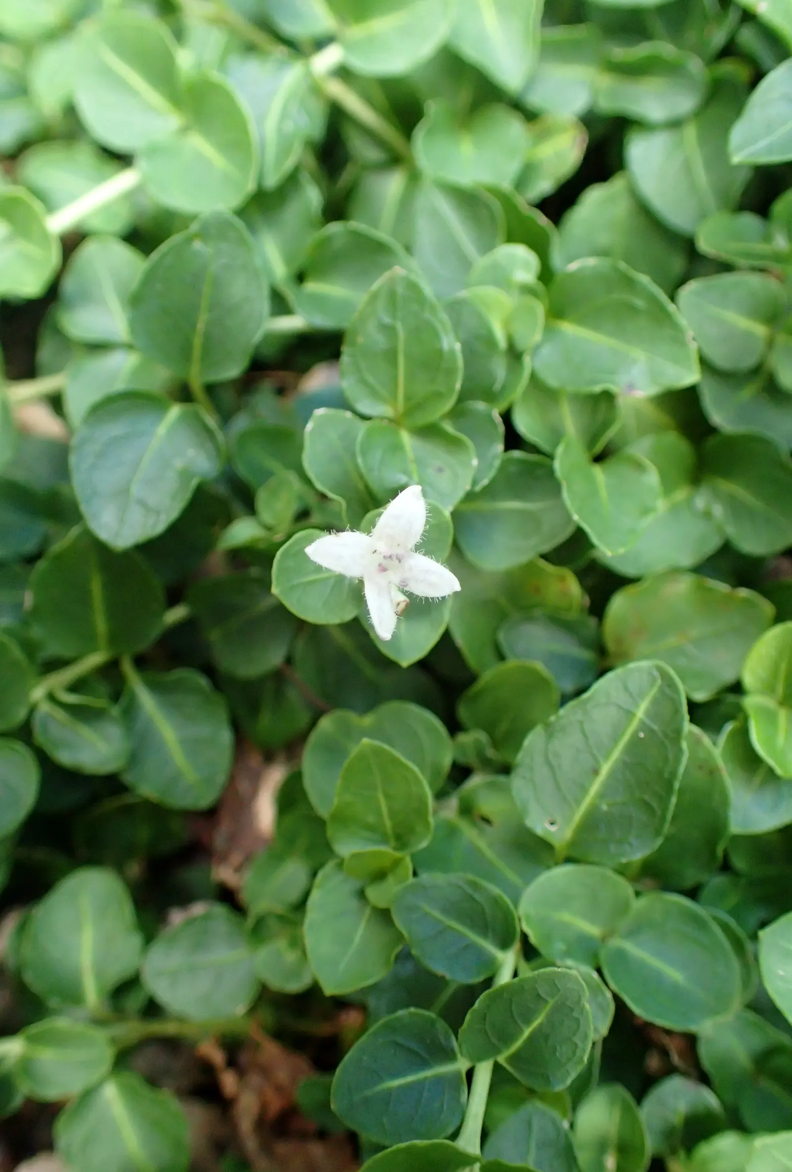 Partridge Berry (Mitchella Repens) — ground cover with white blooms; they give way to the plant's namesake feature: bright red berries, image 86