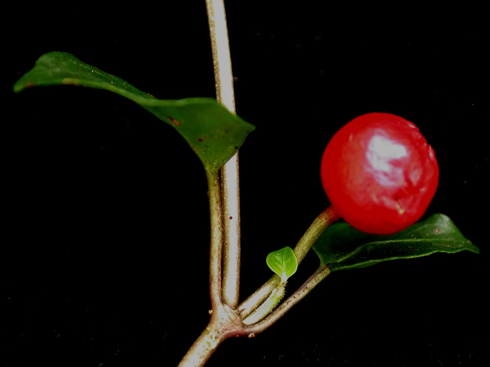 Partridge Berry (Mitchella Repens) — inviting interest and supporting local fauna