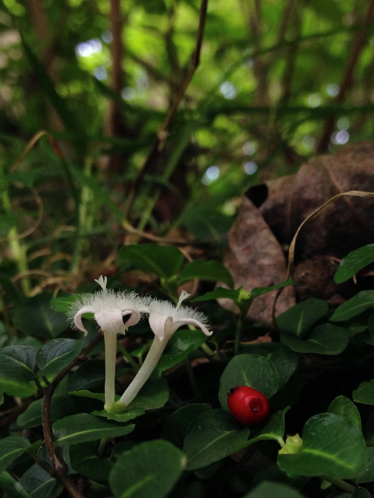 Partridge Berry (Mitchella Repens) — inviting interest and supporting local fauna; it thrives in part to full shade, in moist, well-drained soil, image 84