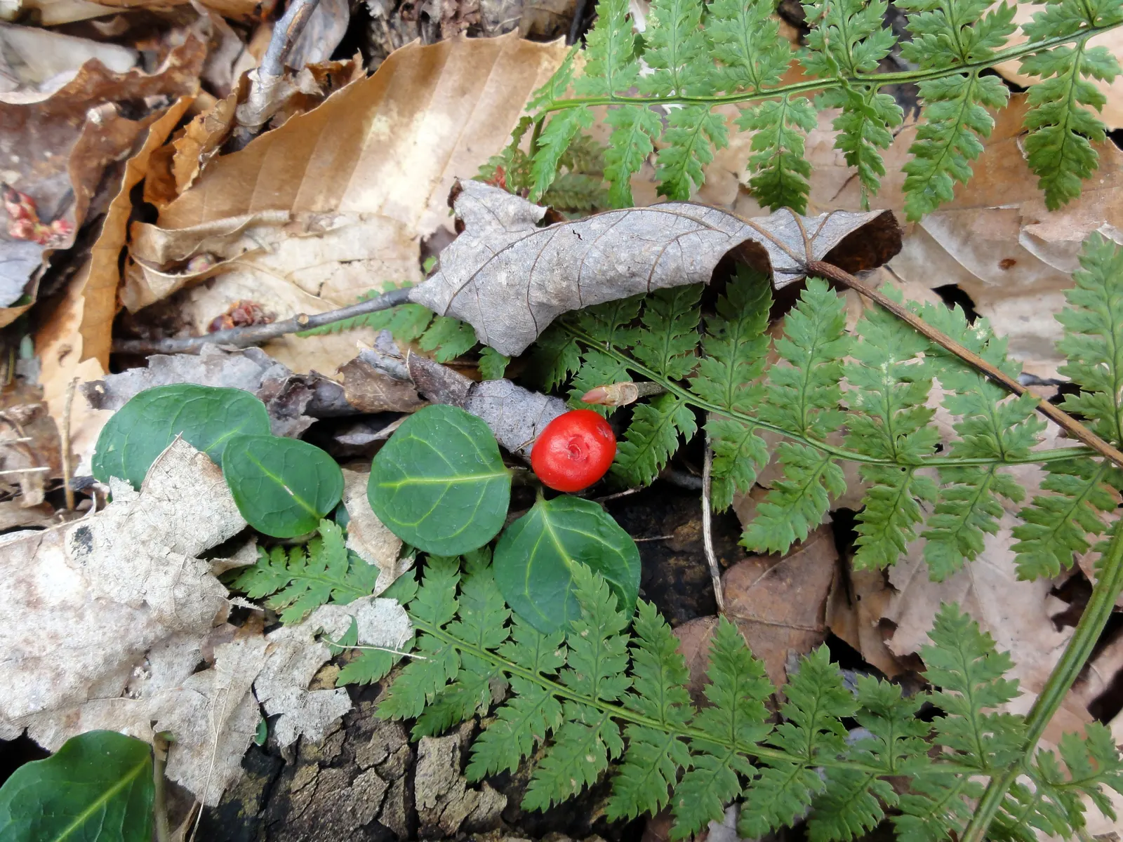 Partridge Berry (Mitchella Repens) — It thrives in part to full shade, in moist, well-drained soil; 0.5-1 inch wide) and yields fragrant white-pink flowers