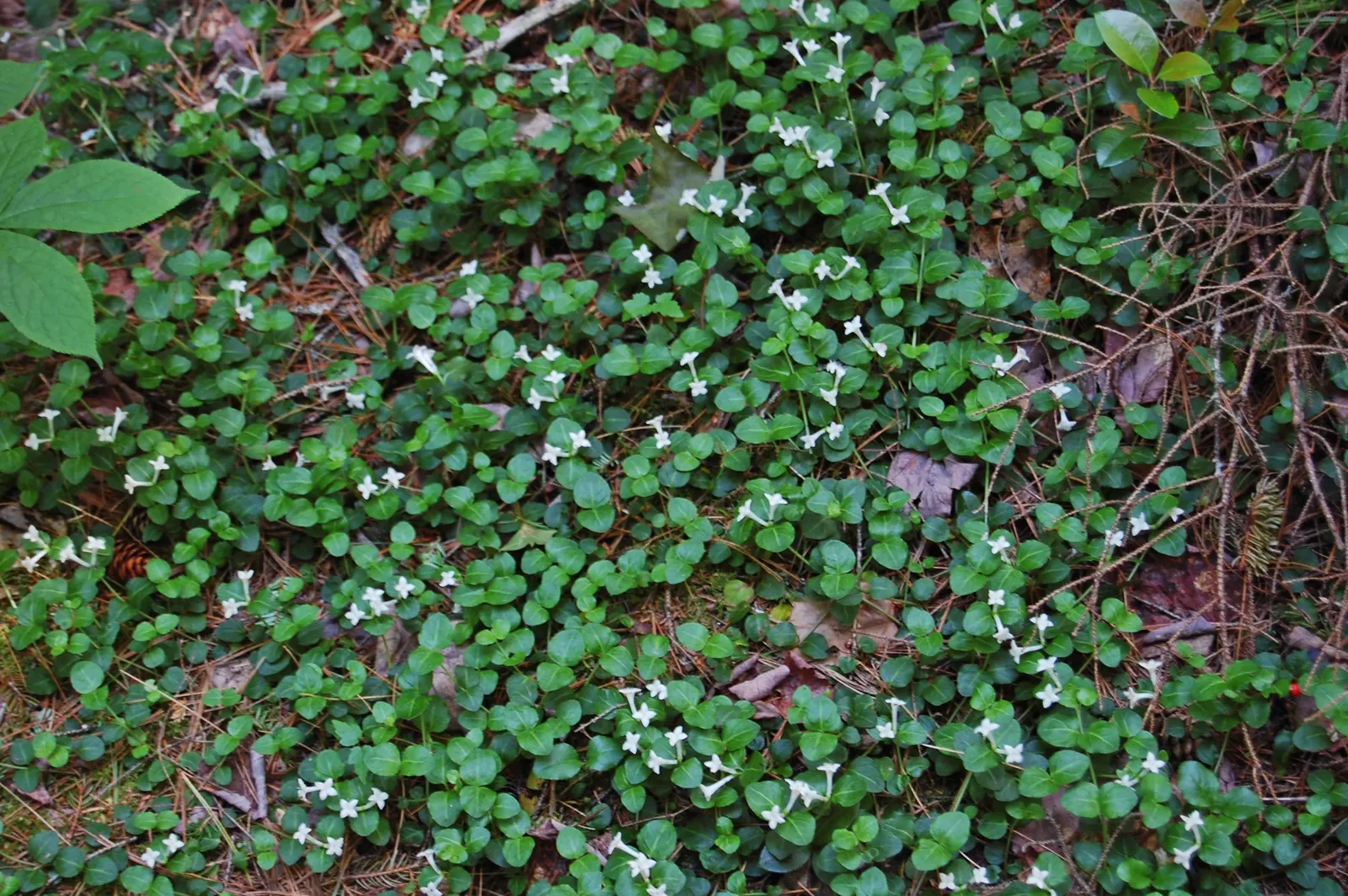 Partridge Berry (Mitchella Repens) — This low-growing perennial is tolerant of a range of soil conditions; which persist through winter