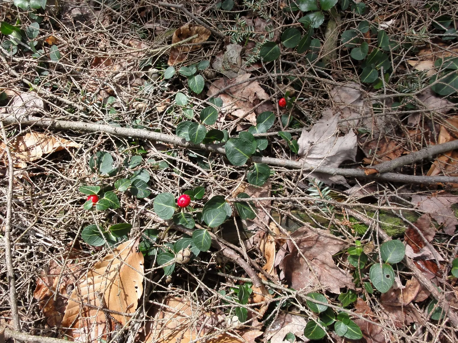 Partridge Berry (Mitchella Repens) — This charming plant is ideal for a landscape design focused on creating a lush; is an enchanting evergreen, image 68