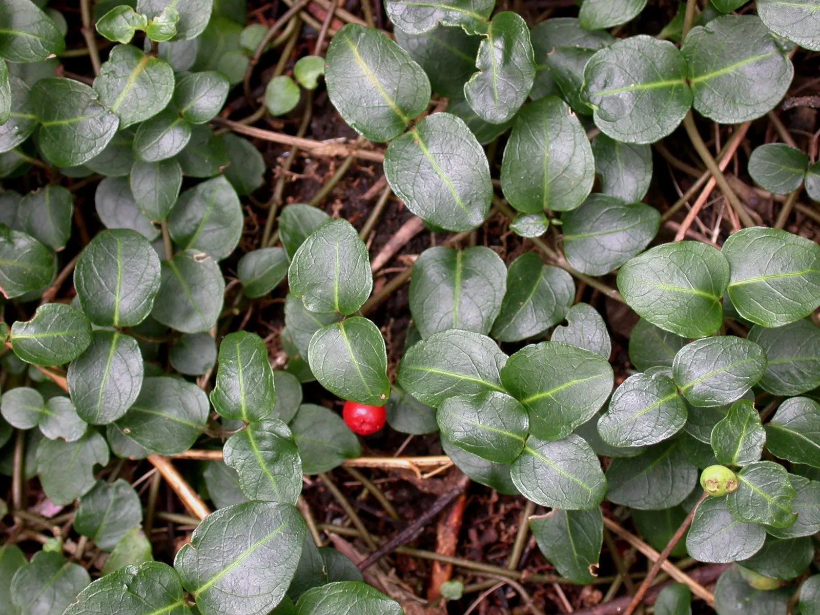 Partridge Berry (Mitchella Repens) — The leaves grow opposite on trailing stems that root at the nodes, forming dense mats; scientifically referred to as