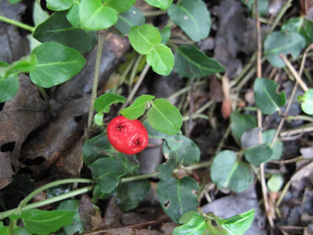 Partridge Berry (Mitchella Repens) — With a mature height of only about 2 inches and a spread that can reach up to 12 inches; it is hardy in USDA, image 70