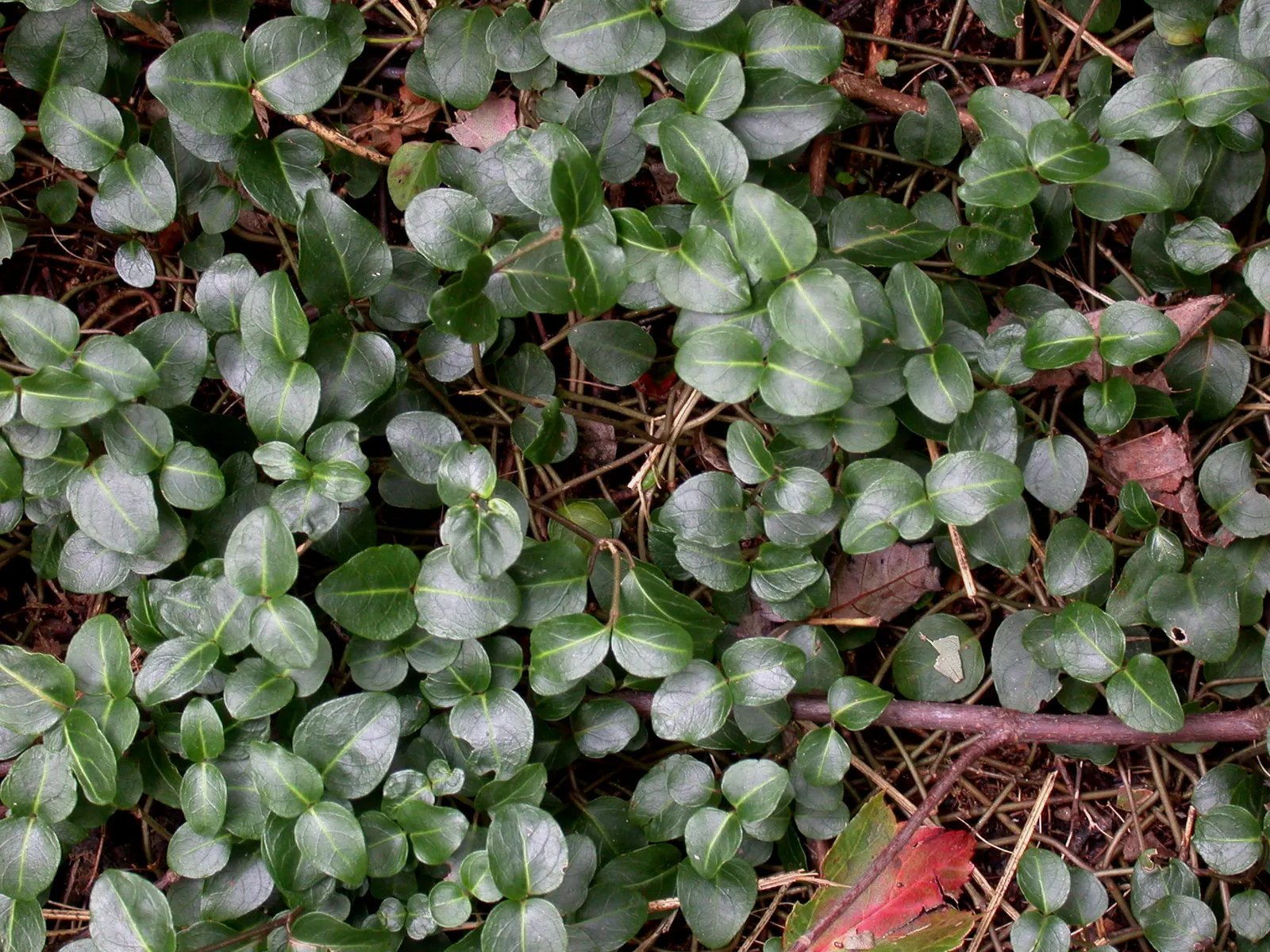 Partridge Berry (Mitchella Repens) — Partridge Berry (Mitchella repens) is an evergreen groundcover prevalent in North American woodlands, image 88