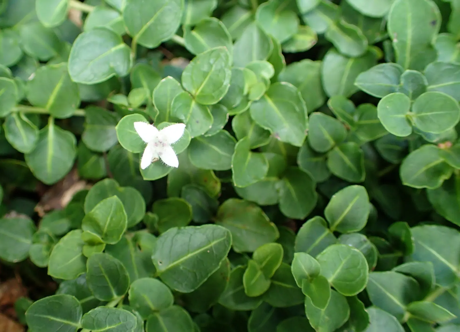 Partridge Berry (Mitchella Repens) — white flowers with a delicate fragrance; ground cover for deep shade or shade, image 75