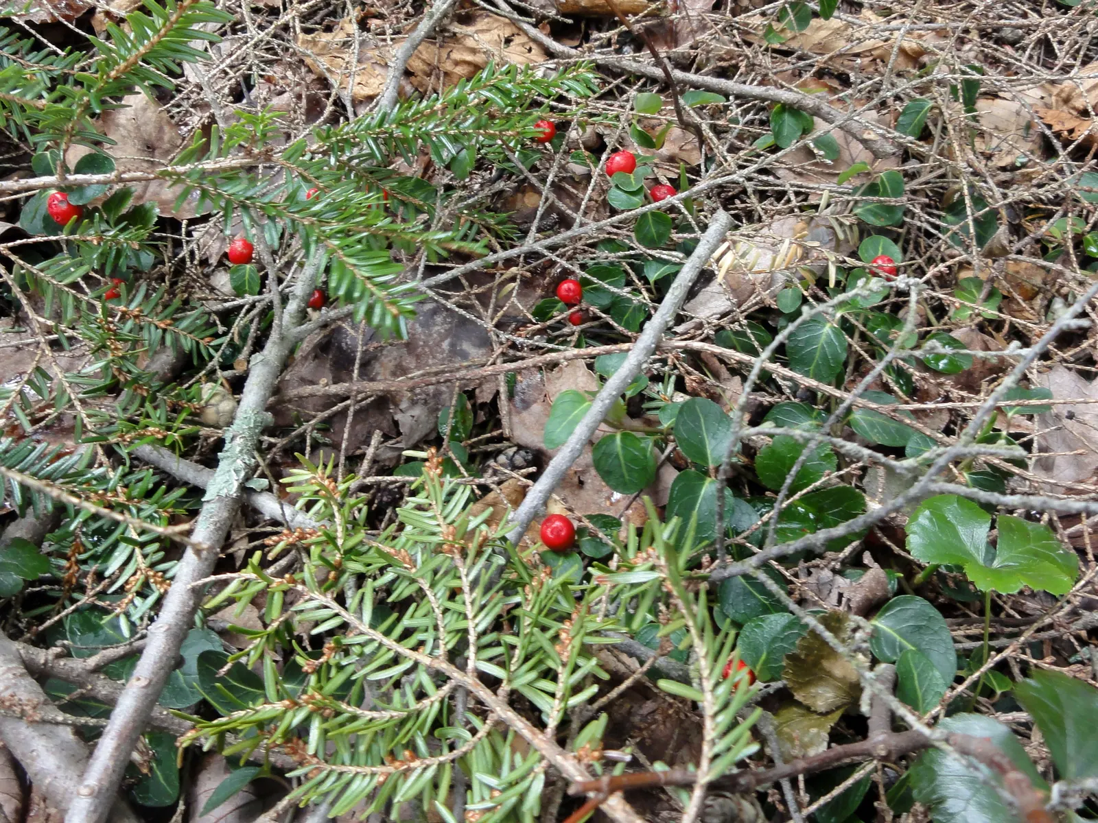 Partridge Berry (Mitchella Repens) — which persist through winter; it is crucial to note that Partridge Berry thrives in part to full shade and, image 78