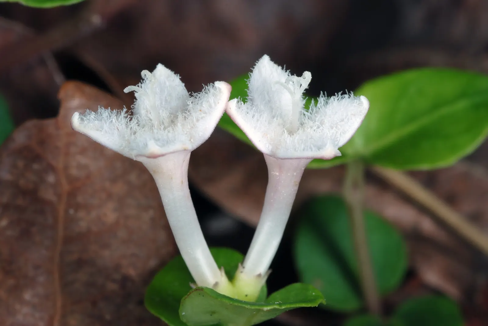 Partridge Berry (Mitchella Repens) — the plant produces petite