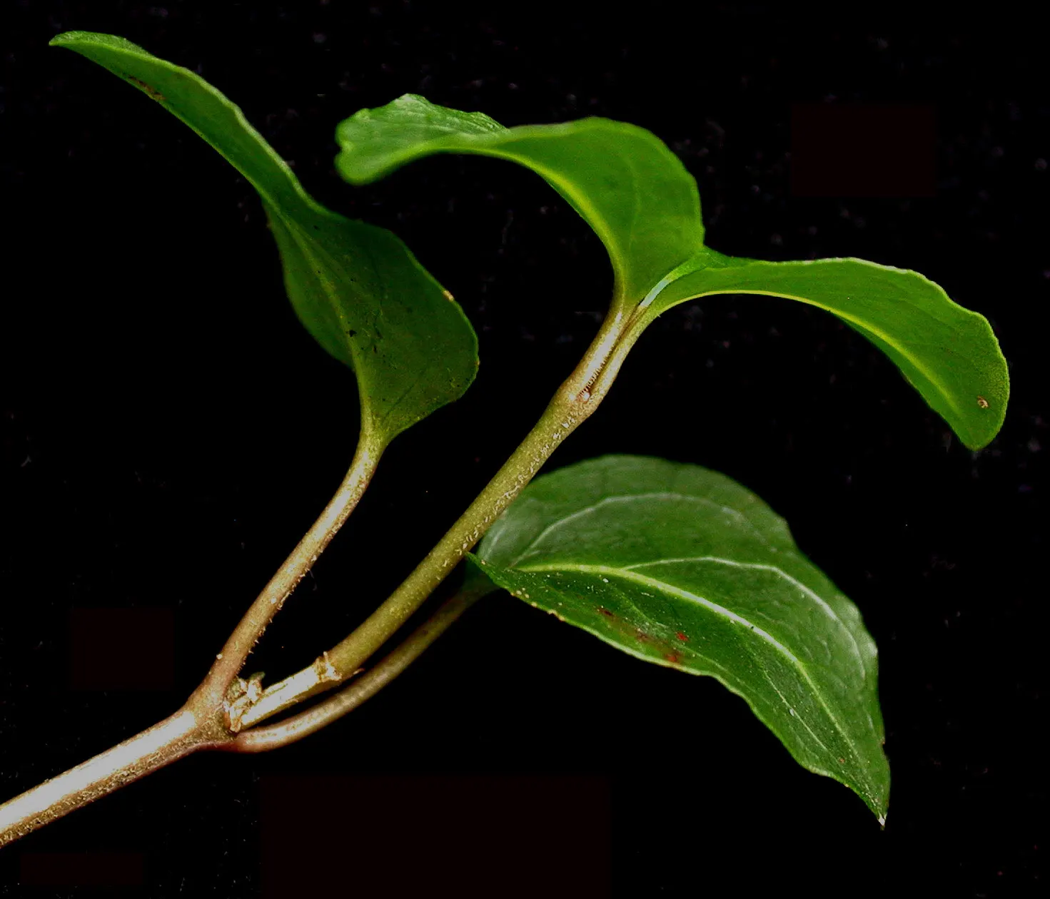 Partridge Berry (Mitchella Repens) — persisting through winter; incorporating Mitchella repens into a garden design offers both aesthetic appeal and ecological