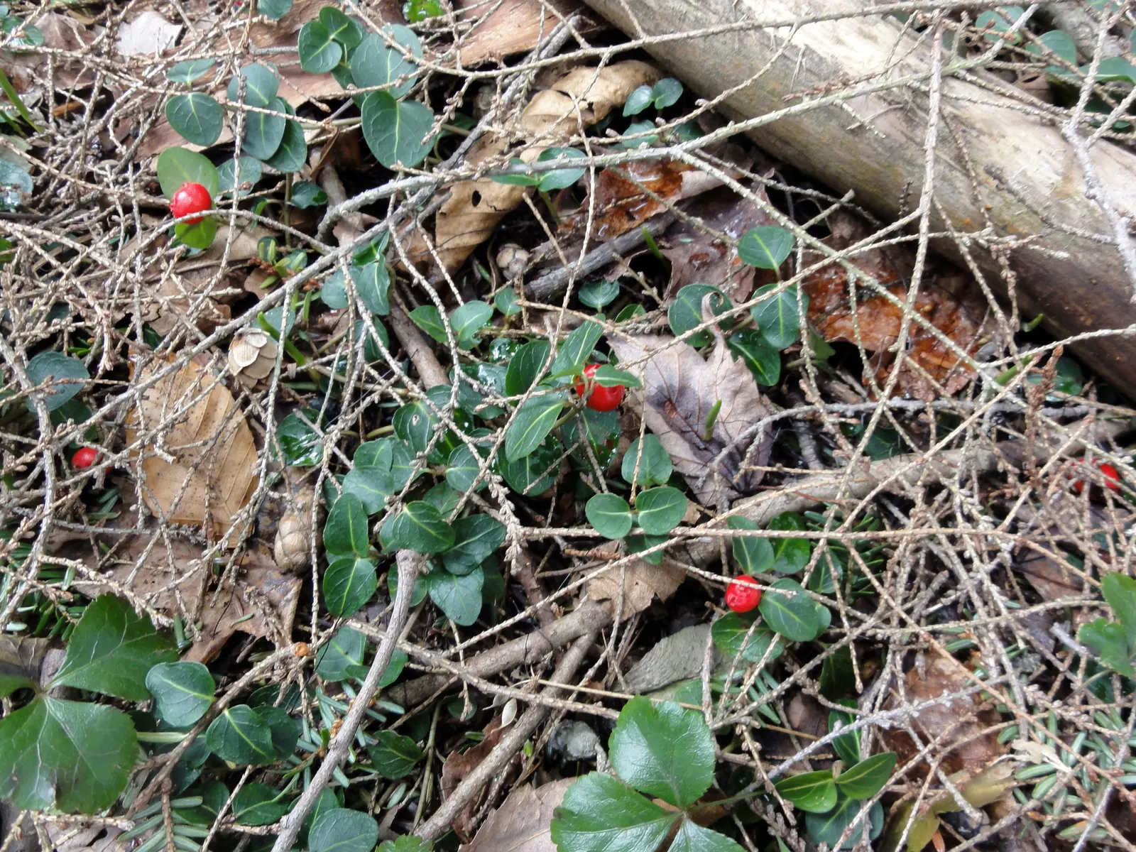 Partridge Berry (Mitchella Repens) — forest floor appearance or for filling in shaded areas where other plants might struggle