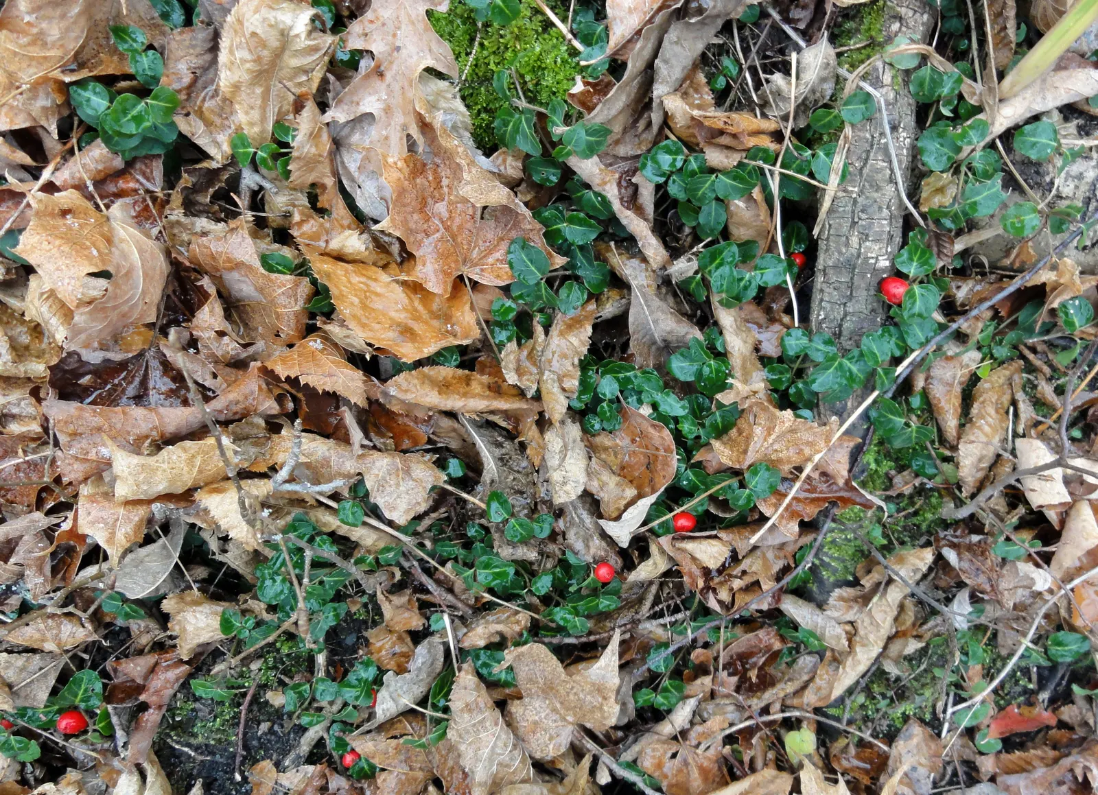 Partridge Berry (Mitchella Repens) — persisting through winter