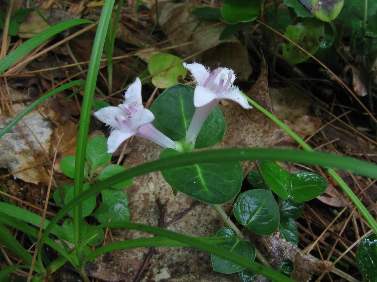 Partridge Berry (Mitchella Repens) — 0.5-1 inch wide) and yields fragrant white-pink flowers which develop into bright red berries; these blossoms, image 61