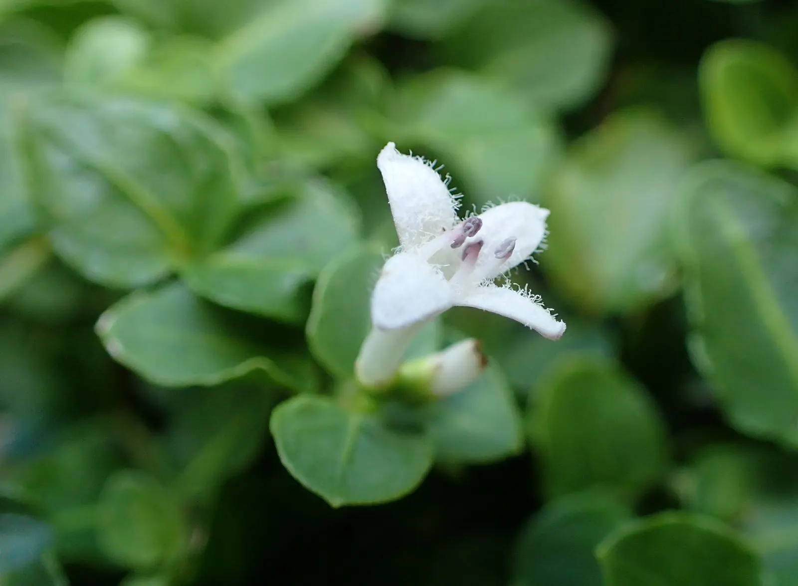Partridge Berry (Mitchella Repens) — Partridge Berry (Mitchella repens) is an evergreen groundcover prevalent in North American woodlands; persisting through