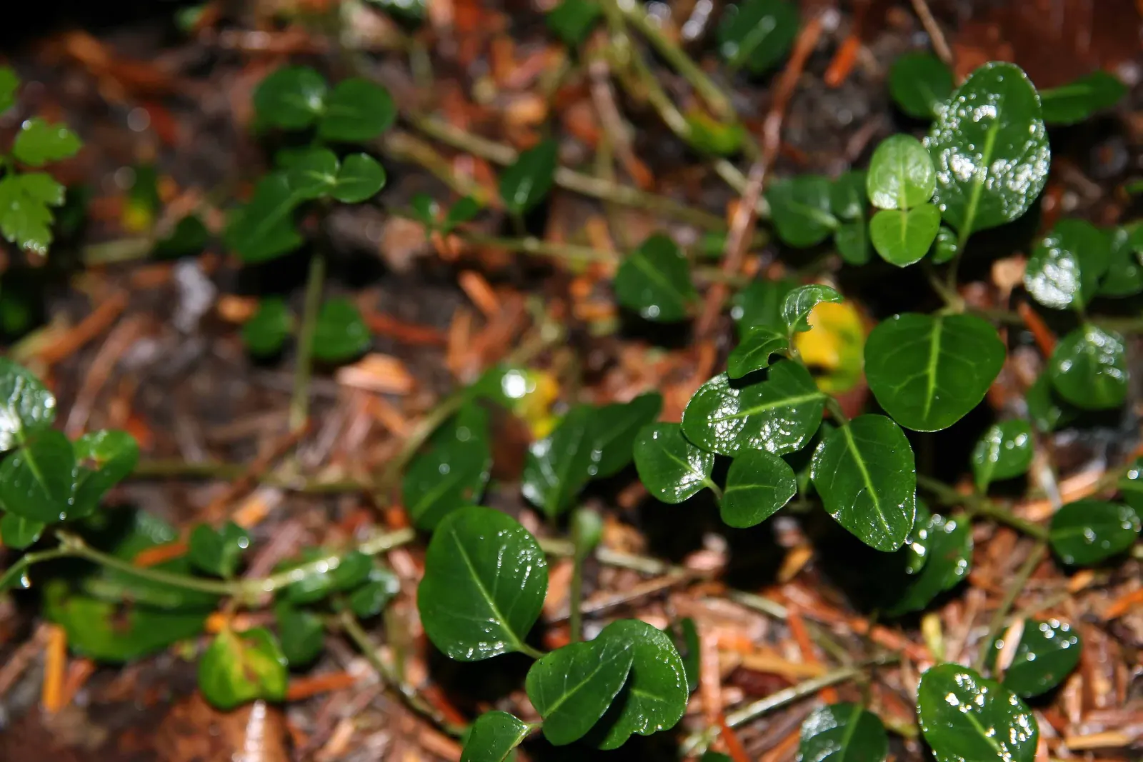 Partridge Berry (Mitchella Repens) — With a mature height of only about 2 inches and a spread that can reach up to 12 inches