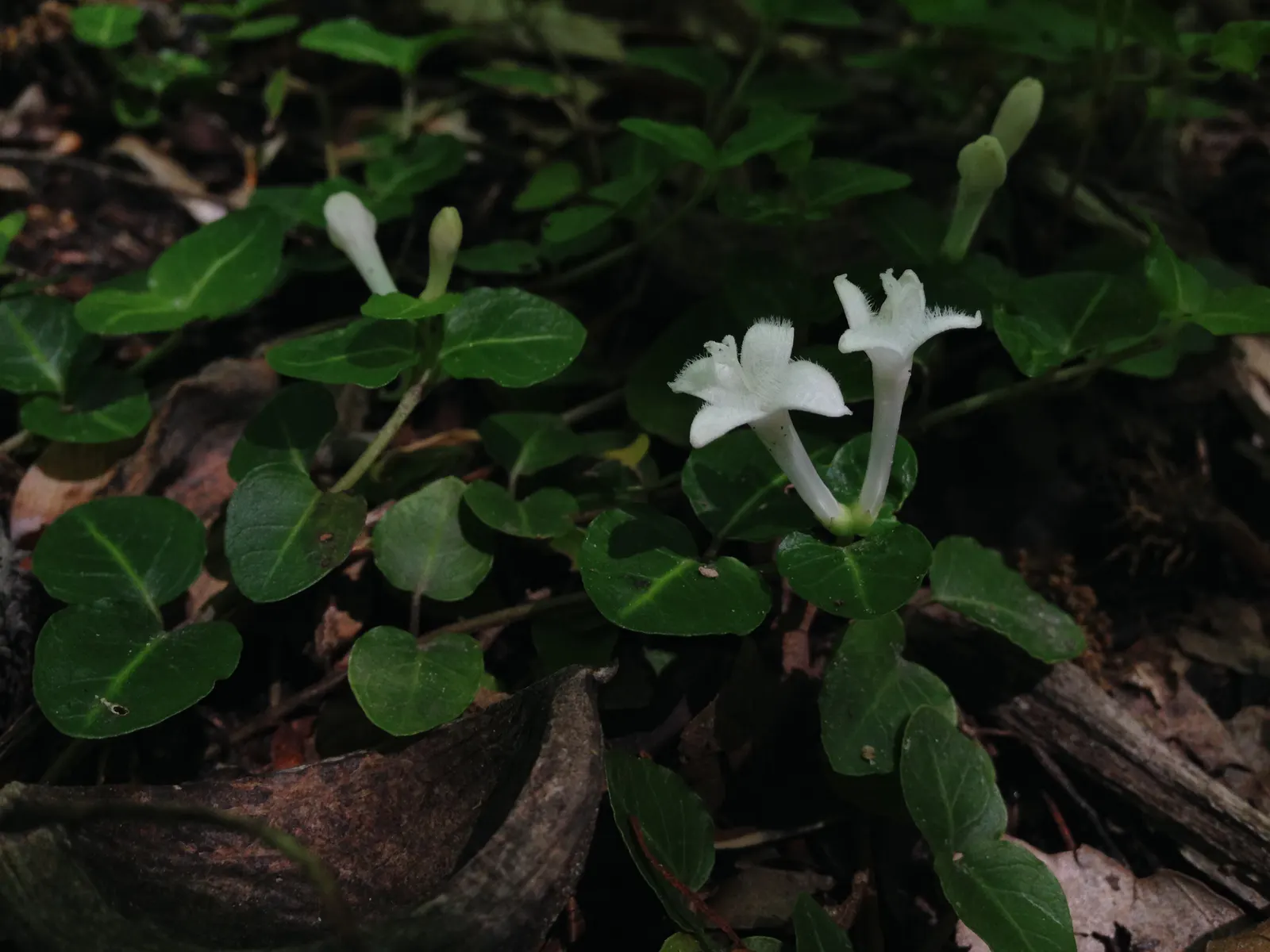 Partridge Berry (Mitchella Repens) — This hardy native is excellent for woodland gardens; this charming plant is ideal for a landscape design focused on