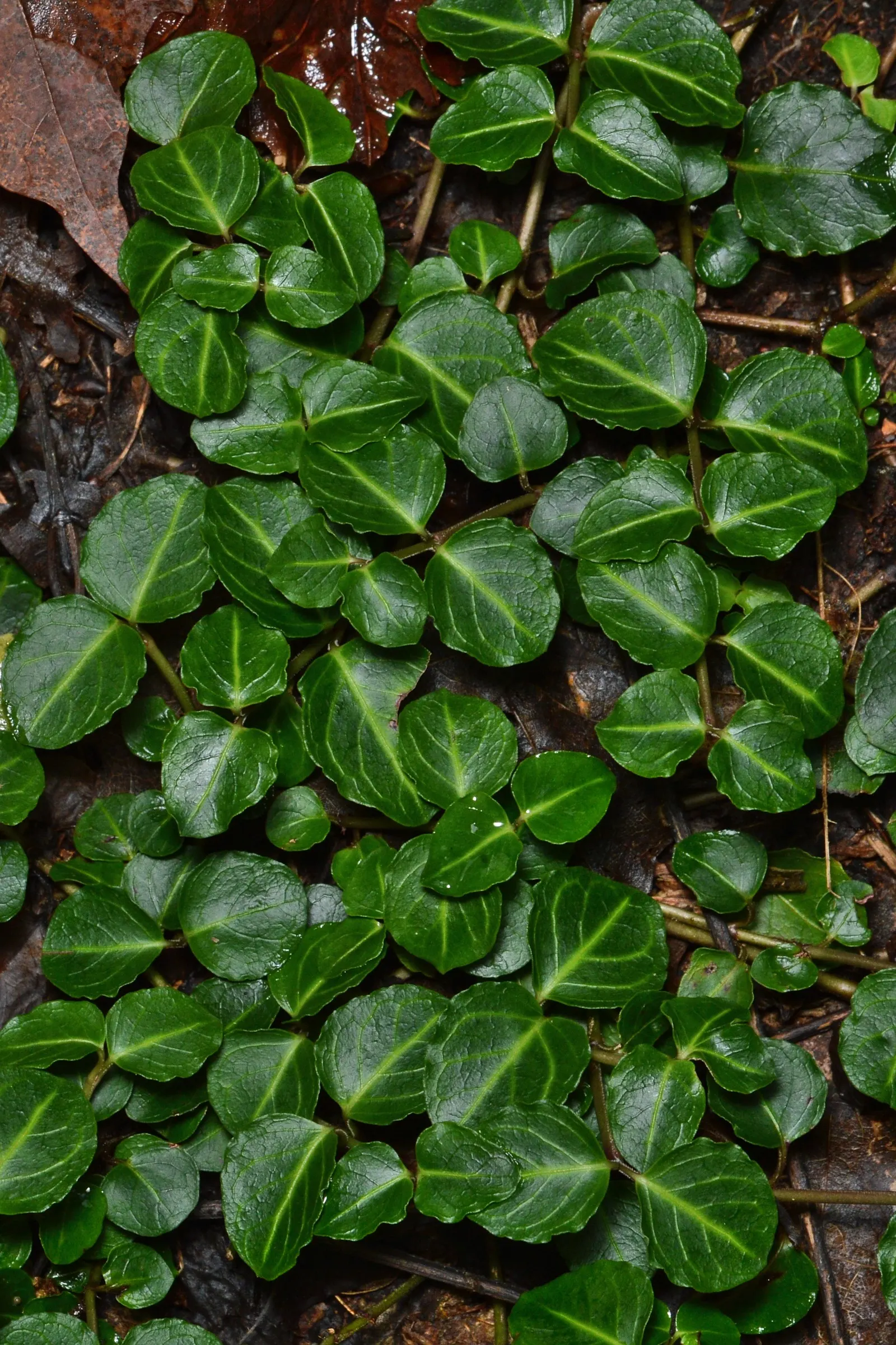 Partridge Berry (Mitchella Repens) — ground cover for deep shade or shade; inviting interest and supporting local fauna
