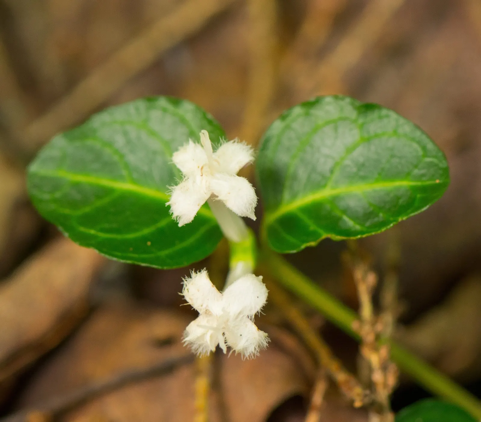 Partridge Berry (Mitchella Repens) — the plant produces petite; well-drained soils with a slightly acidic to neutral pH