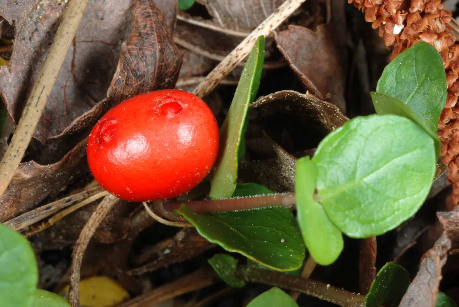 Partridge Berry (Mitchella Repens) — they give way to the plant's namesake feature: bright red berries