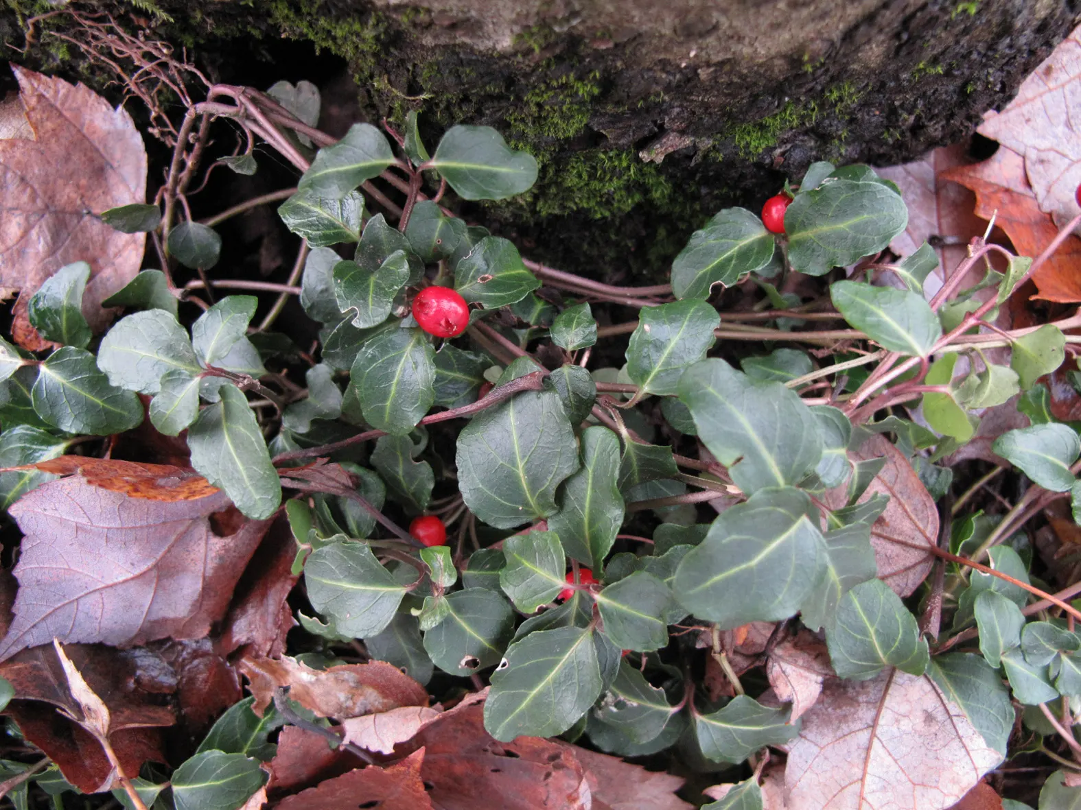 Partridge Berry (Mitchella Repens) — These blossoms are unique because they are twin flowers - two flowers fused together at the base