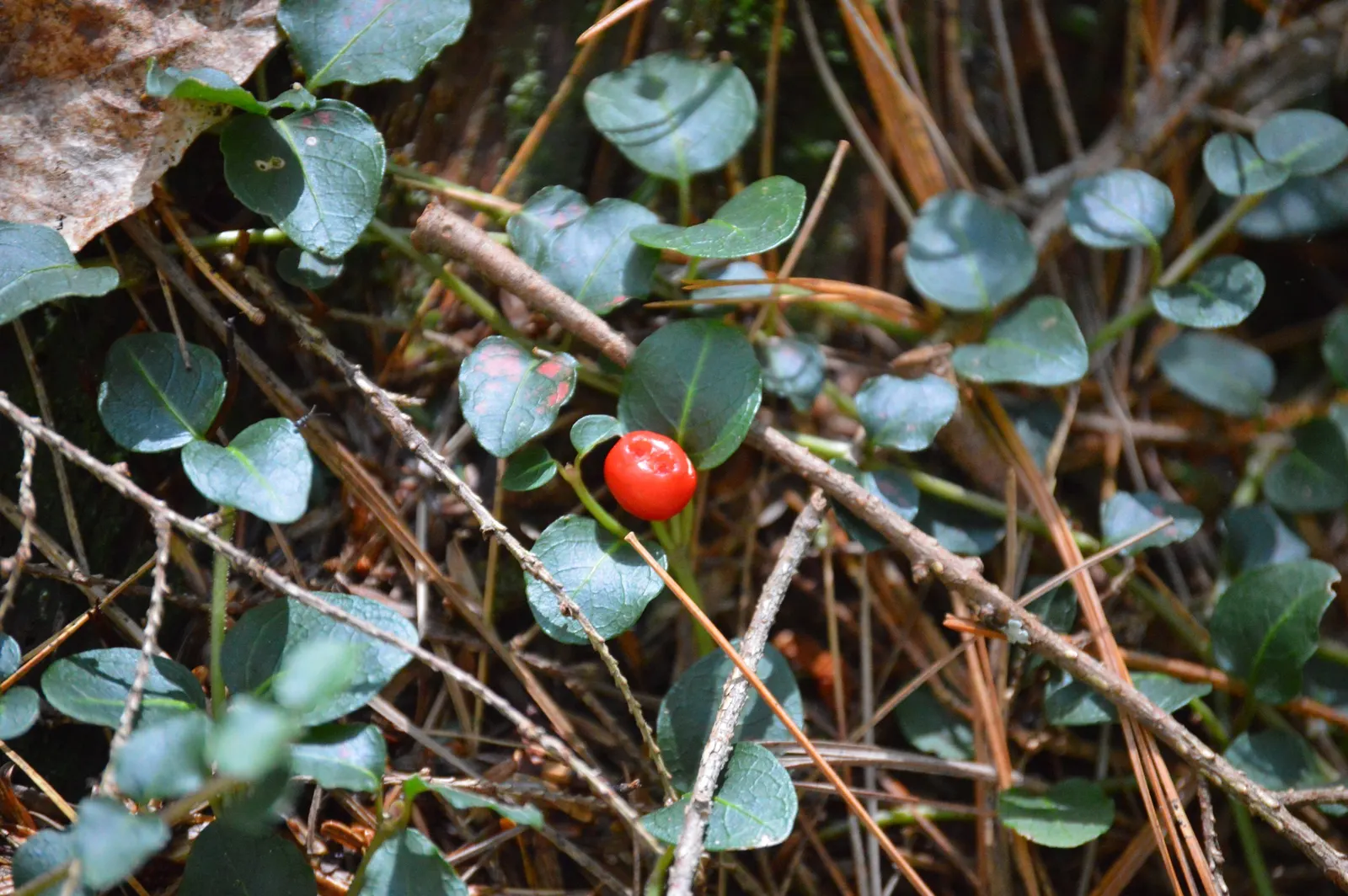 Partridge Berry (Mitchella Repens) — which are dark green with a prominent white midvein and bear a unique; partridge Berry (Mitchella repens) is, image 71
