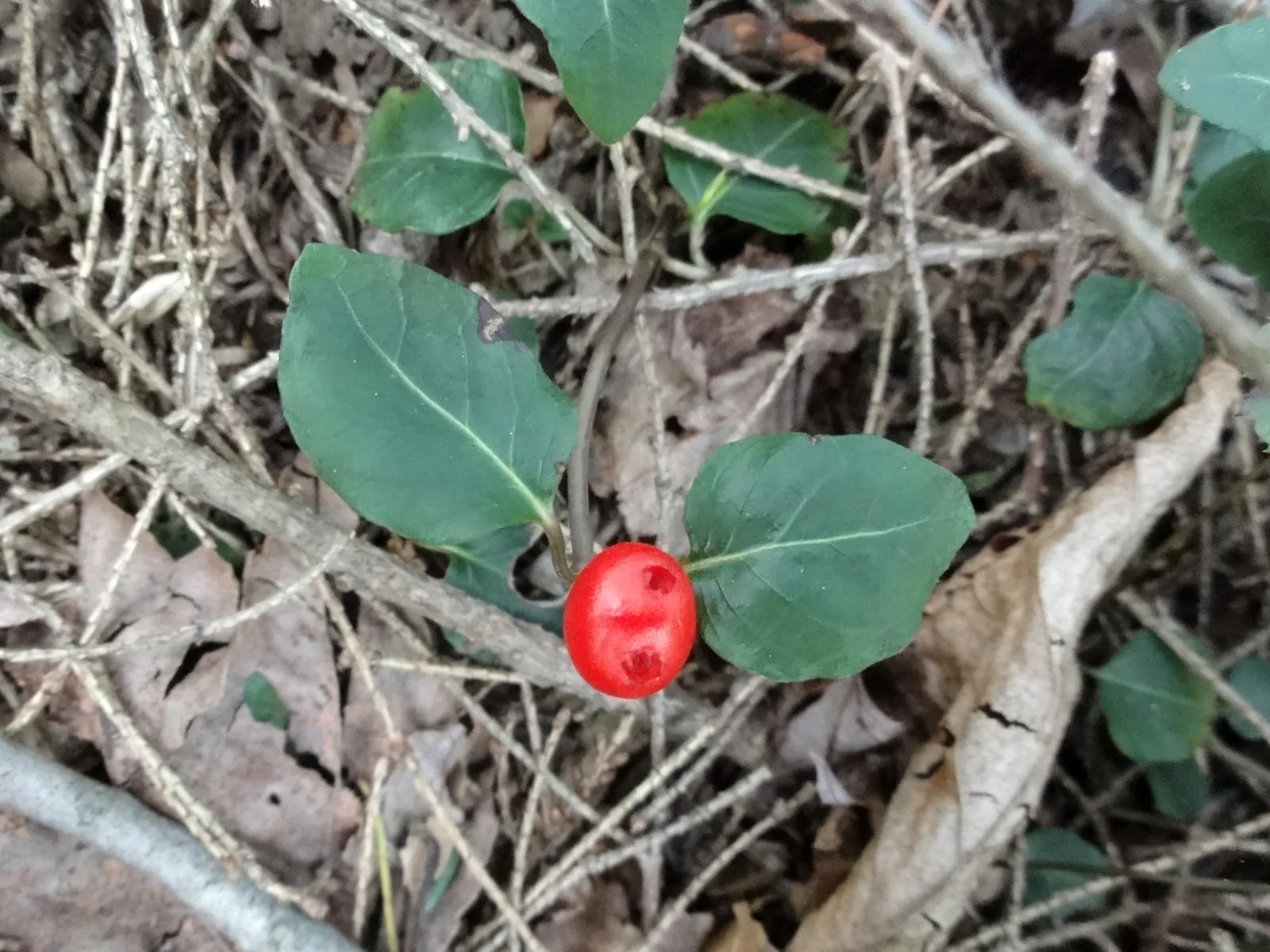 Partridge Berry (Mitchella Repens) — ground cover with white blooms