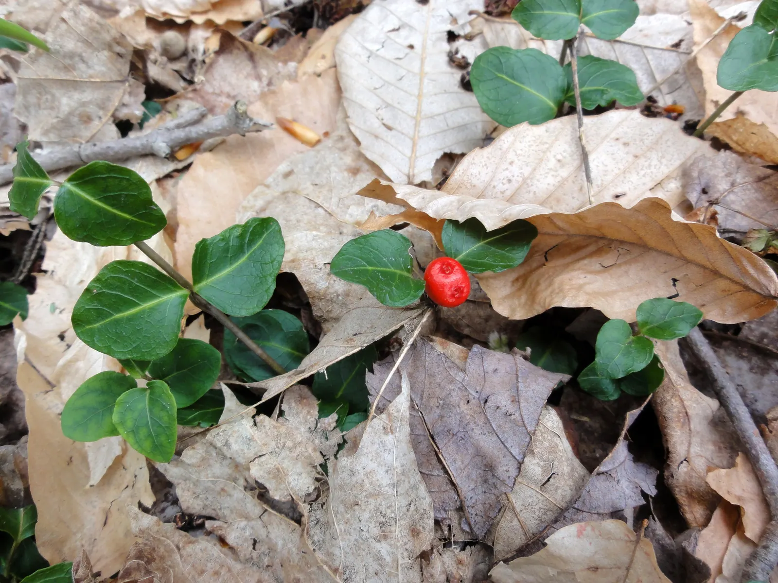 Partridge Berry (Mitchella Repens) — which are dark green with a prominent white midvein and bear a unique; partridge Berry (Mitchella repens) is an evergreen