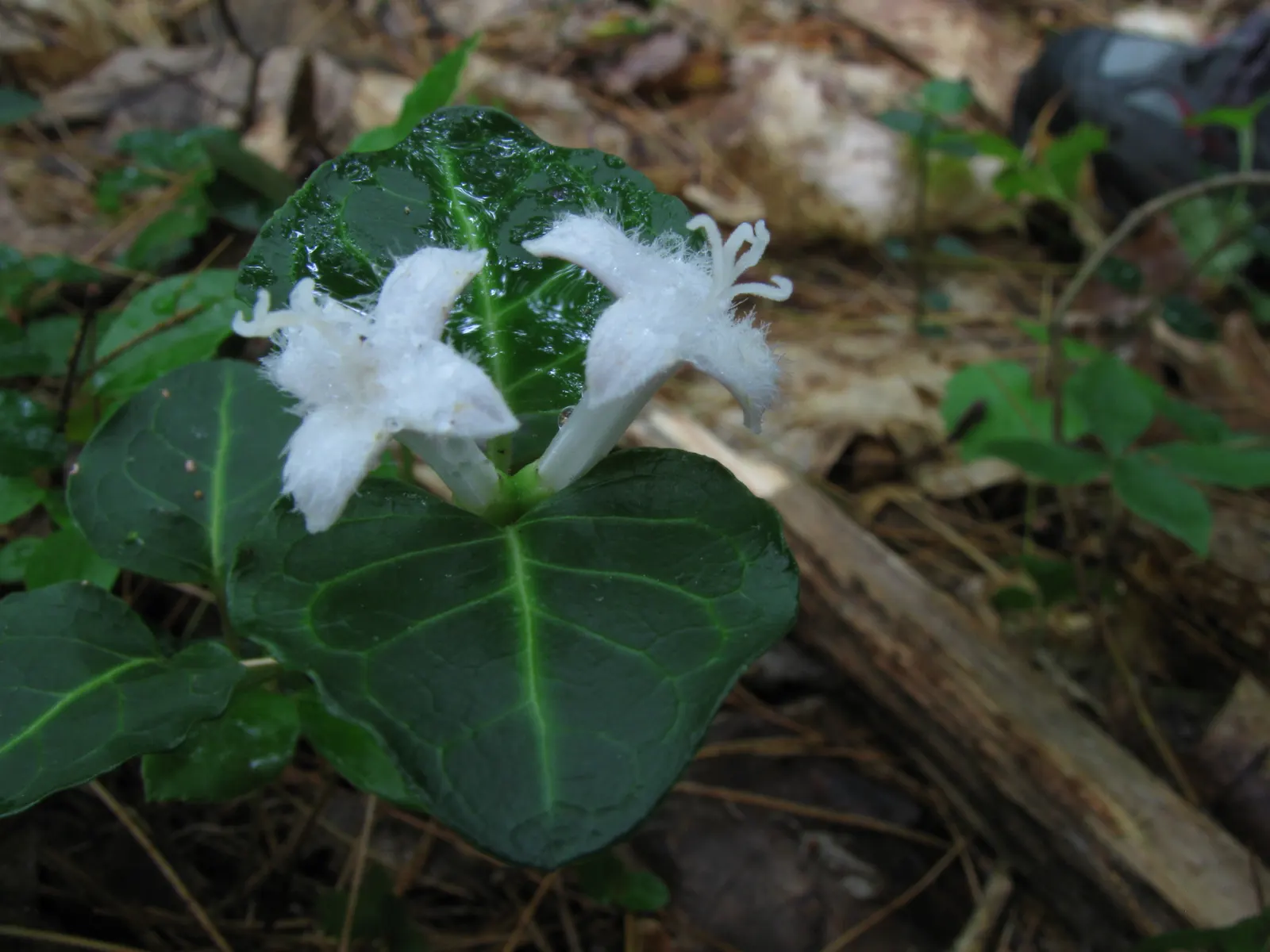 Partridge Berry (Mitchella Repens) — scientifically referred to as Mitchella repens; this low-growing perennial is tolerant of a range of soil conditions
