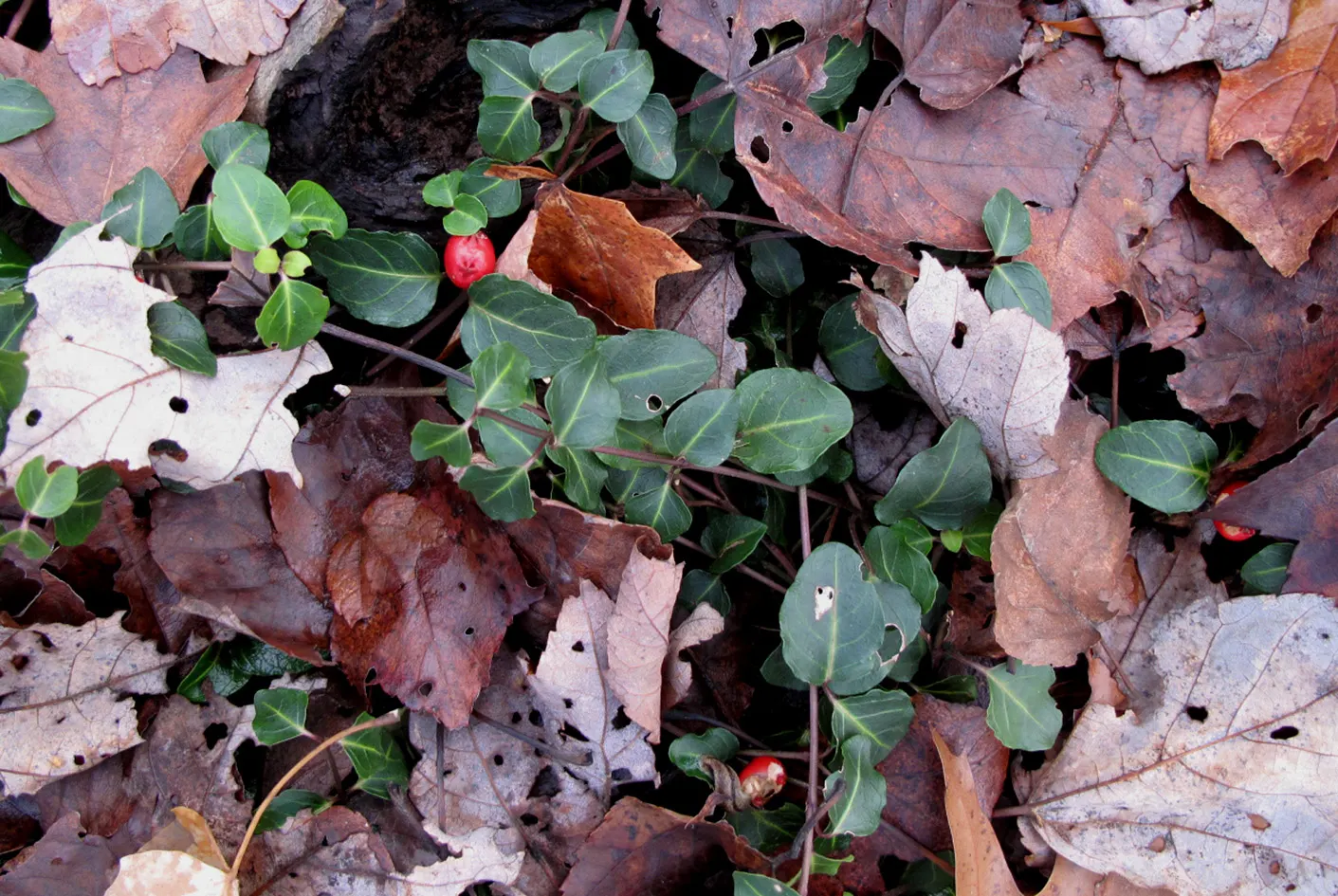 Partridge Berry (Mitchella Repens) — Partridge Berry (Mitchella repens) is an evergreen groundcover prevalent in North American woodlands