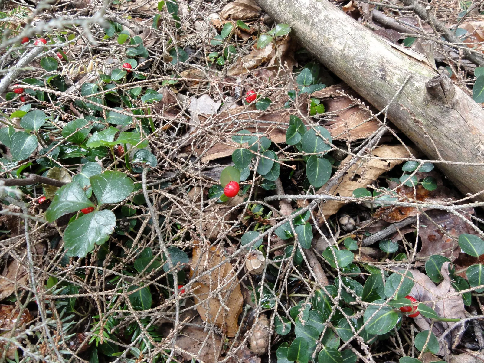 Partridge Berry (Mitchella Repens) — This charming plant is ideal for a landscape design focused on creating a lush; is an enchanting evergreen groundcover