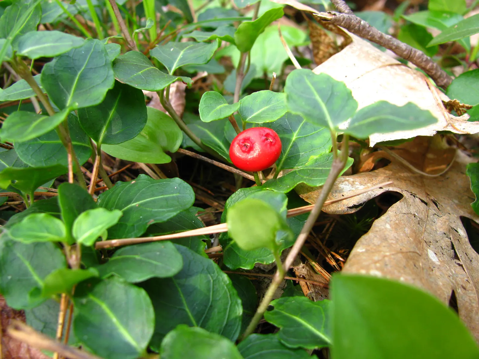 Partridge Berry (Mitchella Repens) — inviting interest and supporting local fauna; it thrives in part to full shade, in moist, well-drained soil