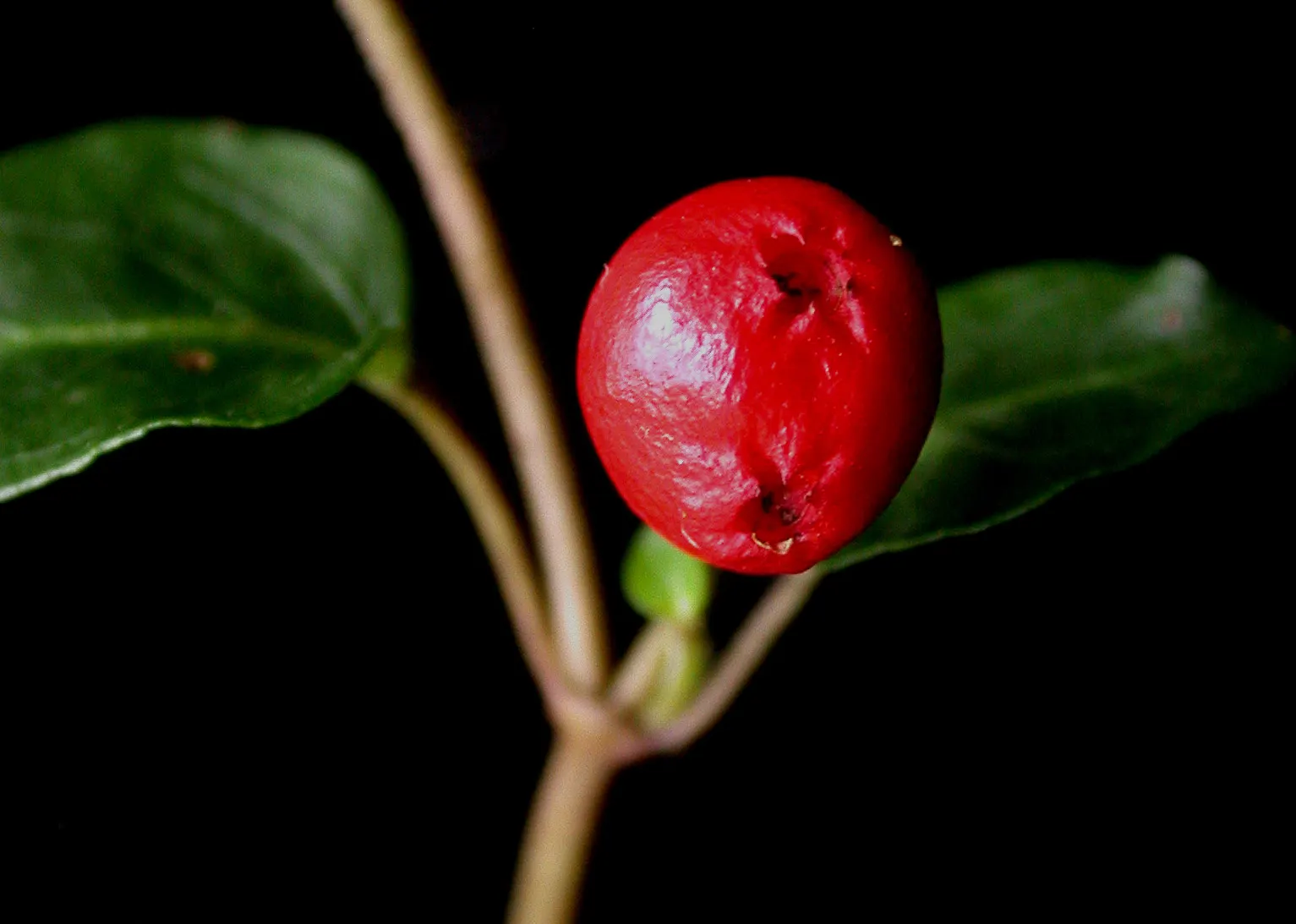 Partridge Berry (Mitchella Repens) — Incorporating Mitchella repens into a garden design offers both aesthetic appeal and ecological benefits; white flowers in