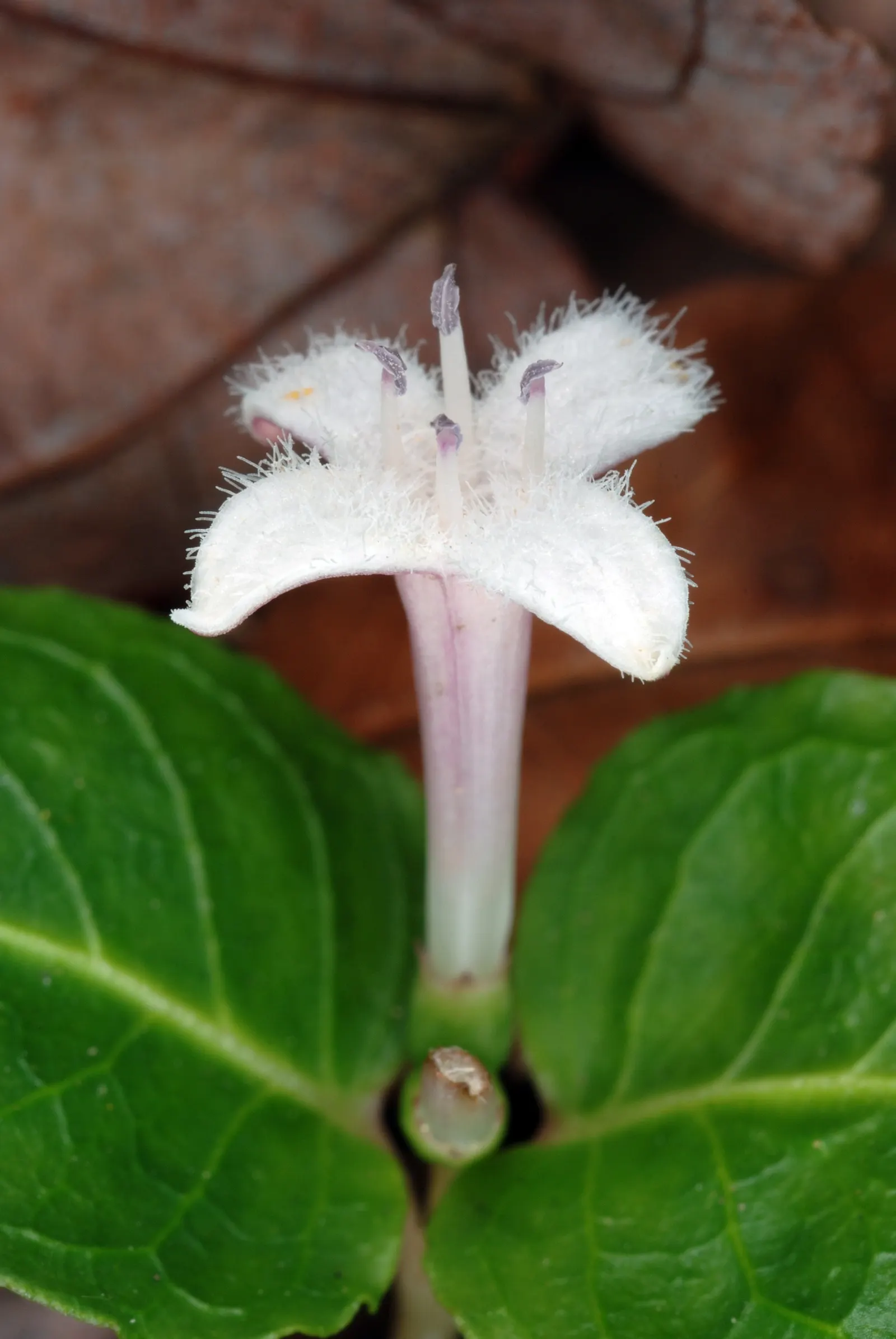 Partridge Berry (Mitchella Repens) — growing 2-3 inches tall and spreading up to 12 inches wide