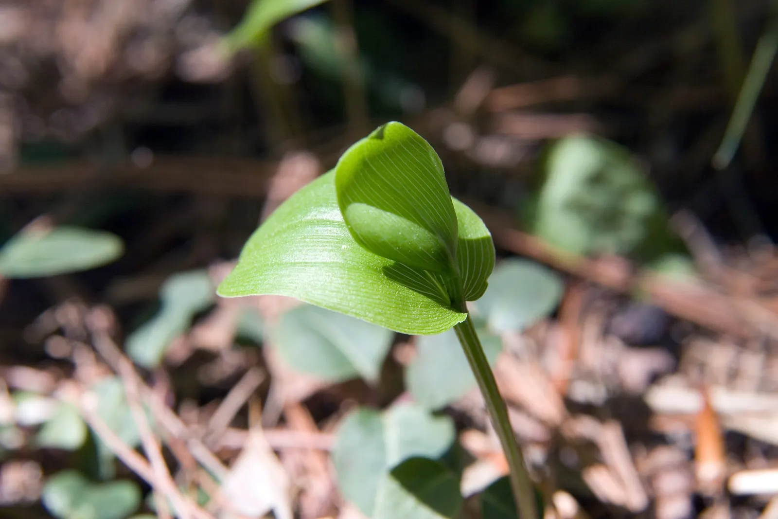 Partridge Berry (Mitchella Repens) — white flowers in the garden